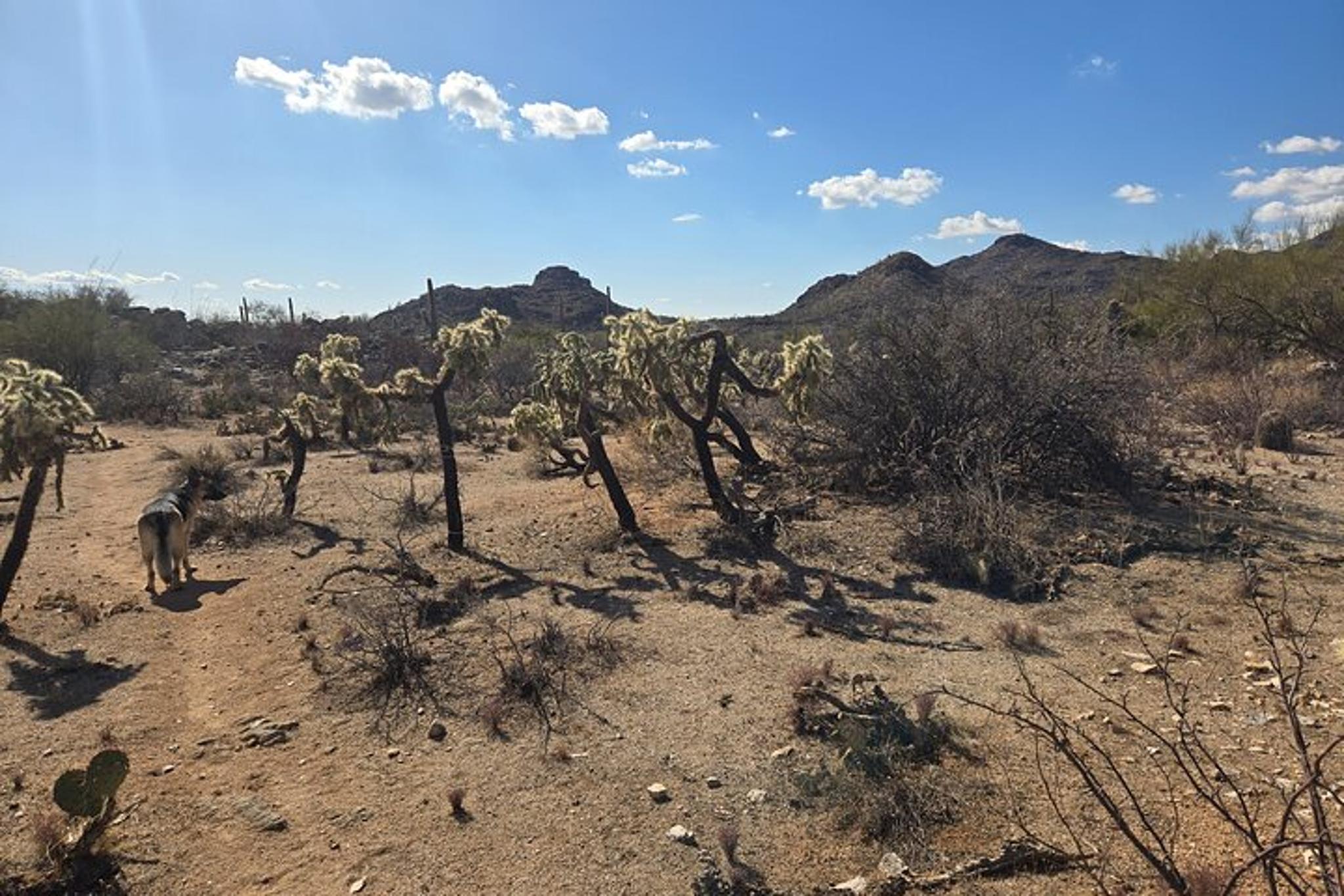 Dove Mountain Hiking Tour - Image 3