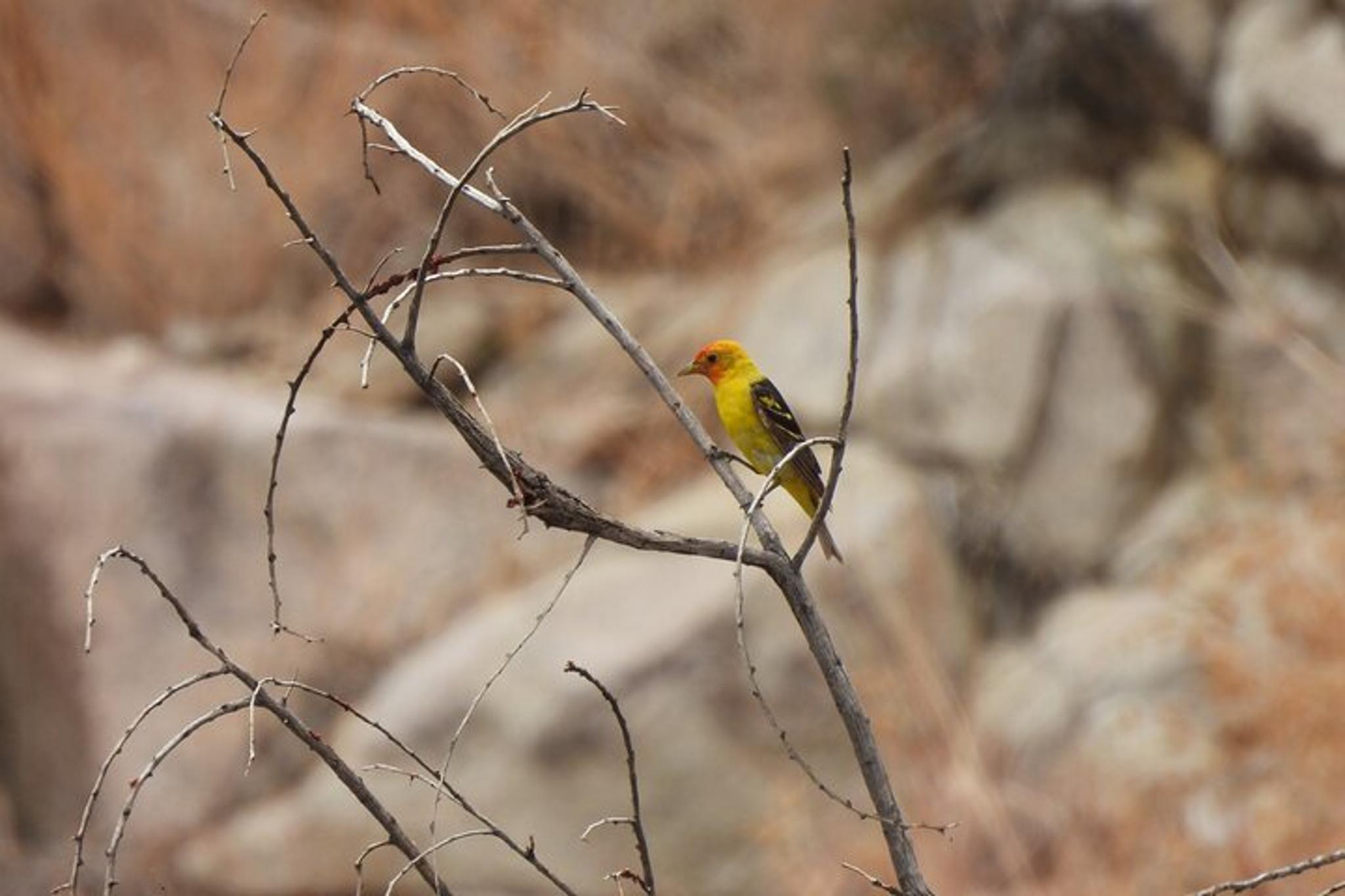 Joshua Tree National Park Adventure - Image 5