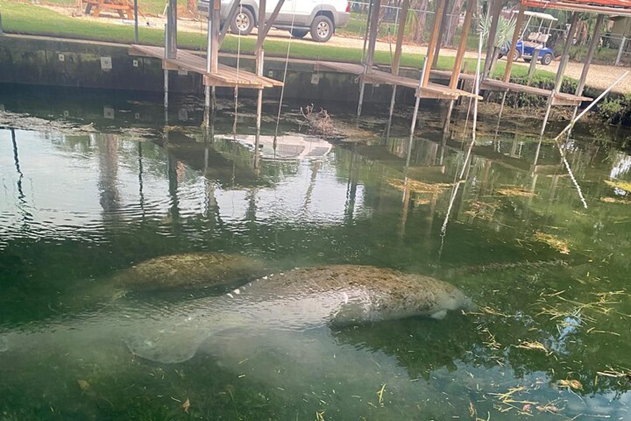 Crystal River Manatee Boat Tour - Image 6