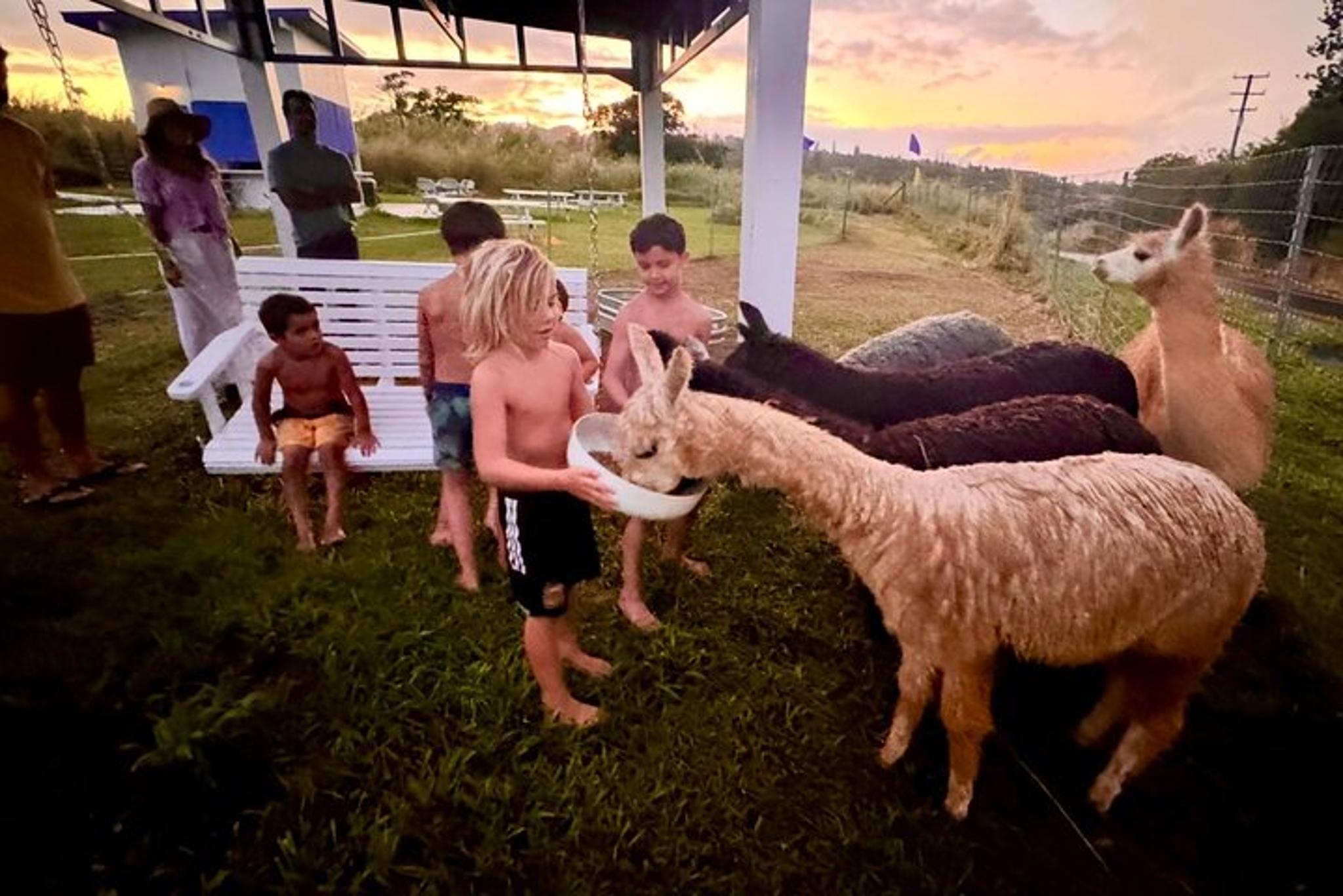 Hana Alpaca Farm Experience - Image 4