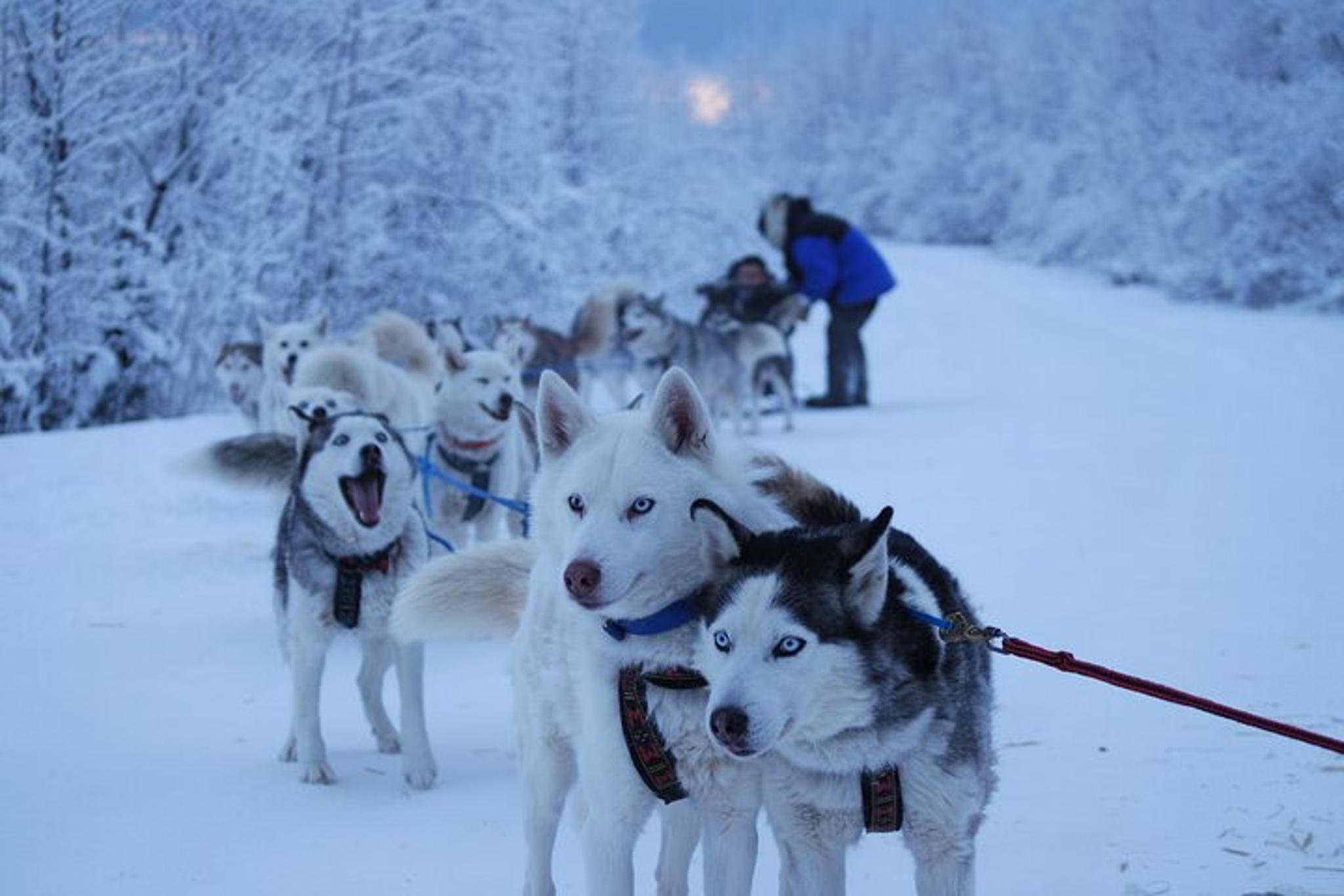 Fairbanks Dog Sledding with Free Photo 90 min