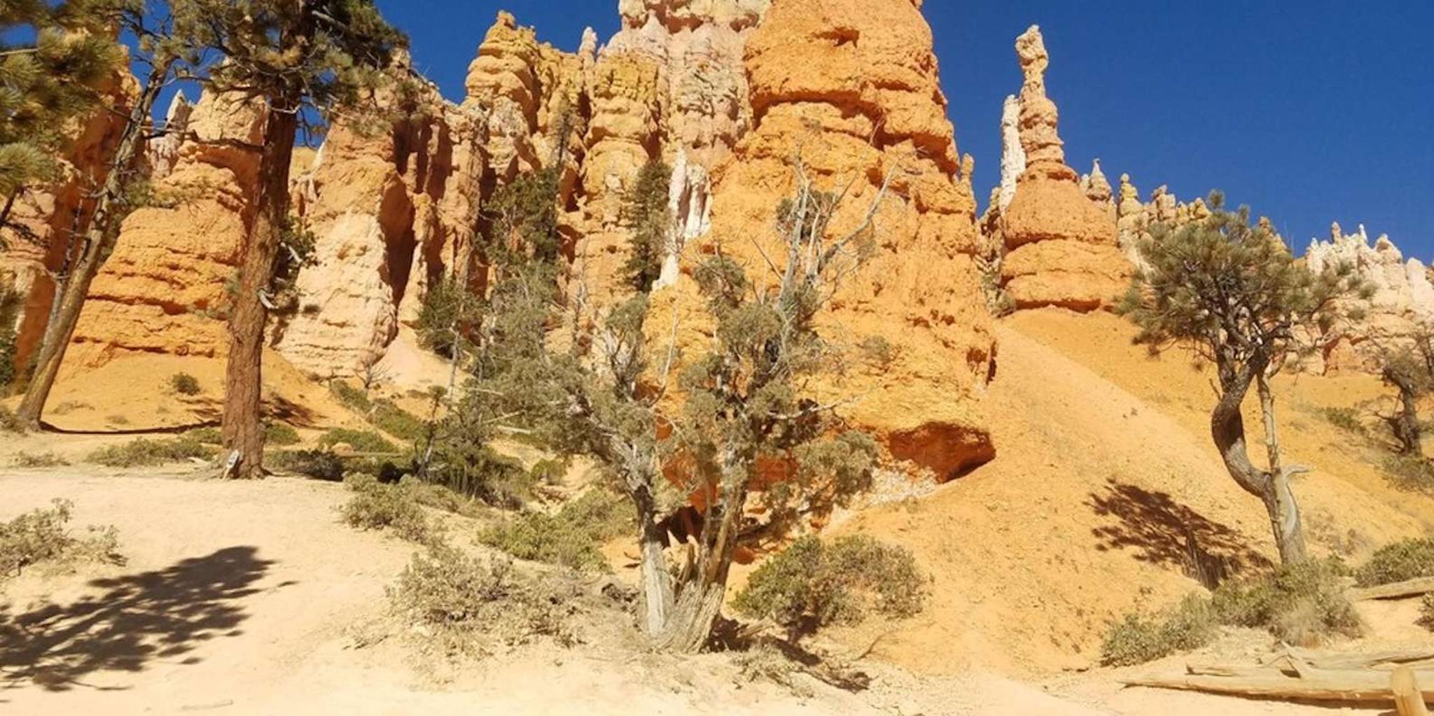 Las Vegas Zion and Bryce Canyon Day Tour - Image 3