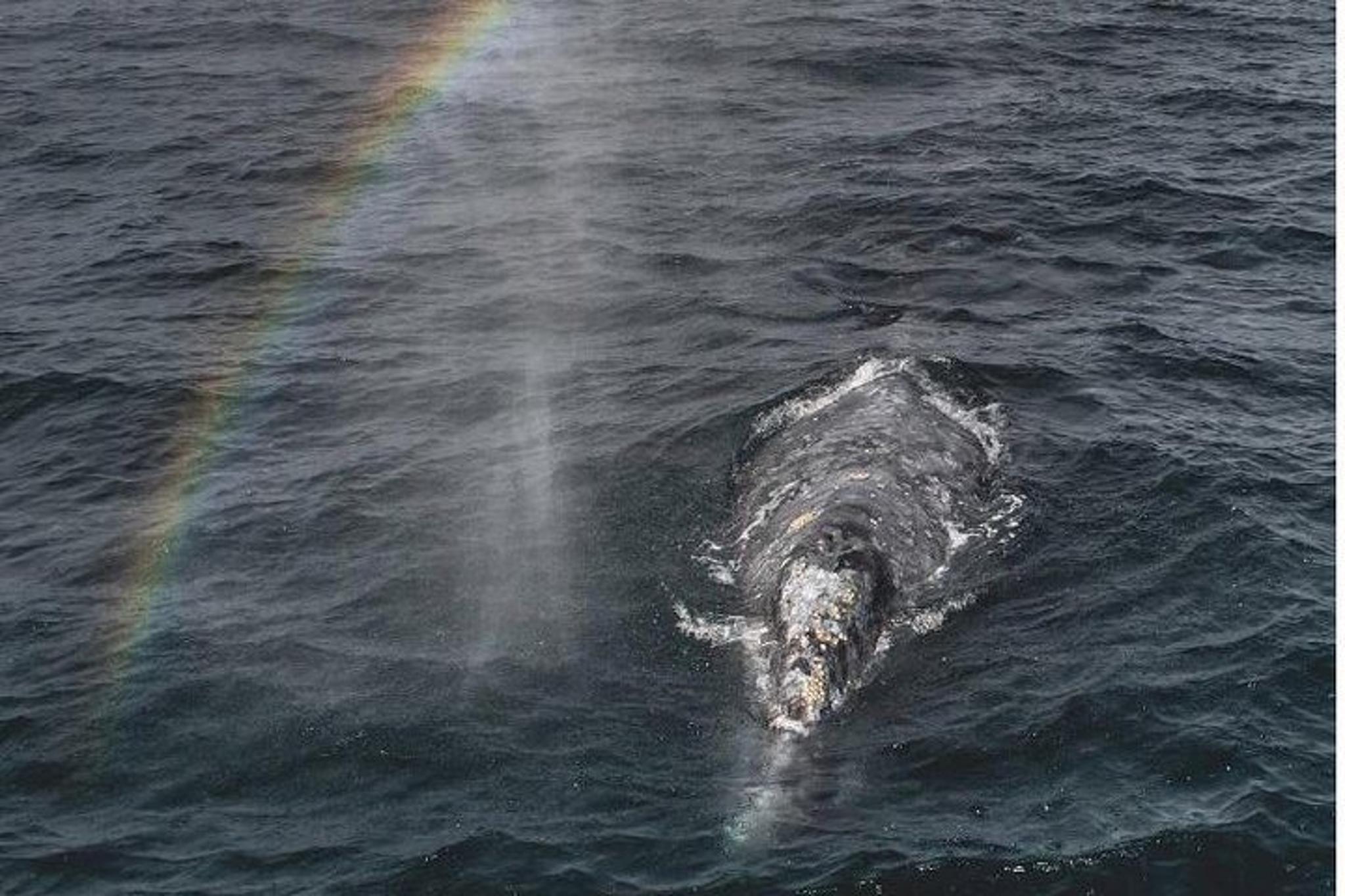 Monterey Whale Watching Tour - Image 3
