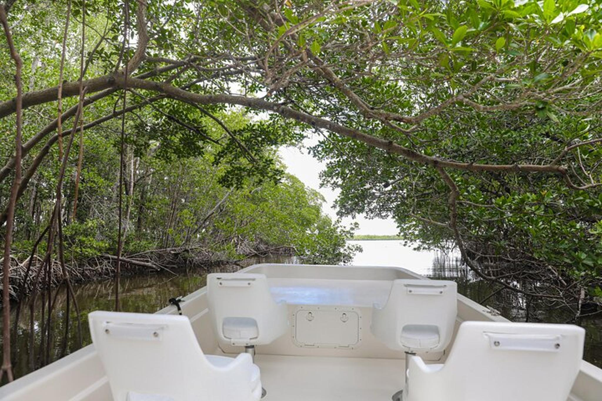 Everglades Mangrove Wilderness Boat Tour