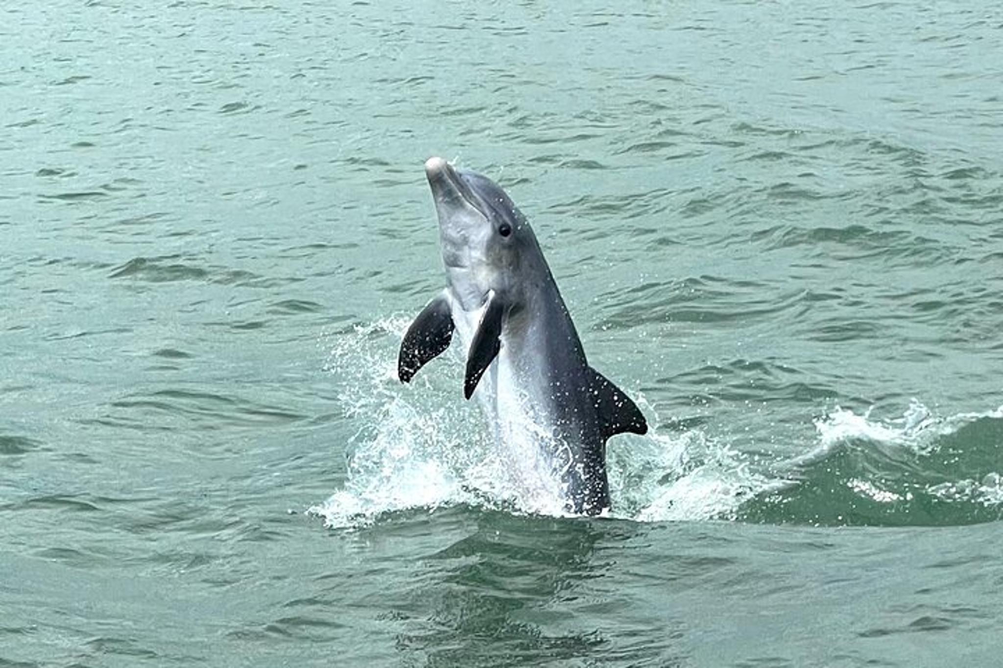 Marco Island Tubing, Dolphin Watching, and Shelling Tour - Image 3