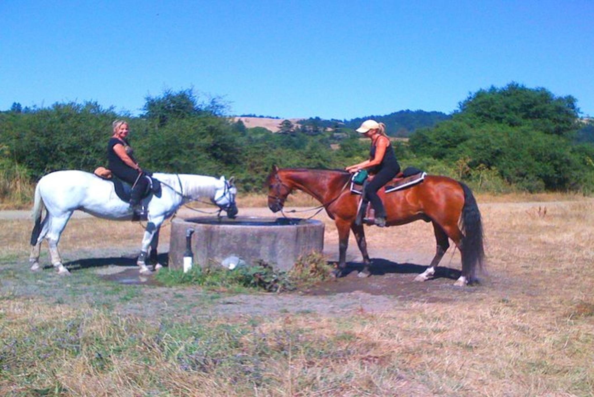 San Francisco Horseback Riding and Muir Woods Adventure - Image 3