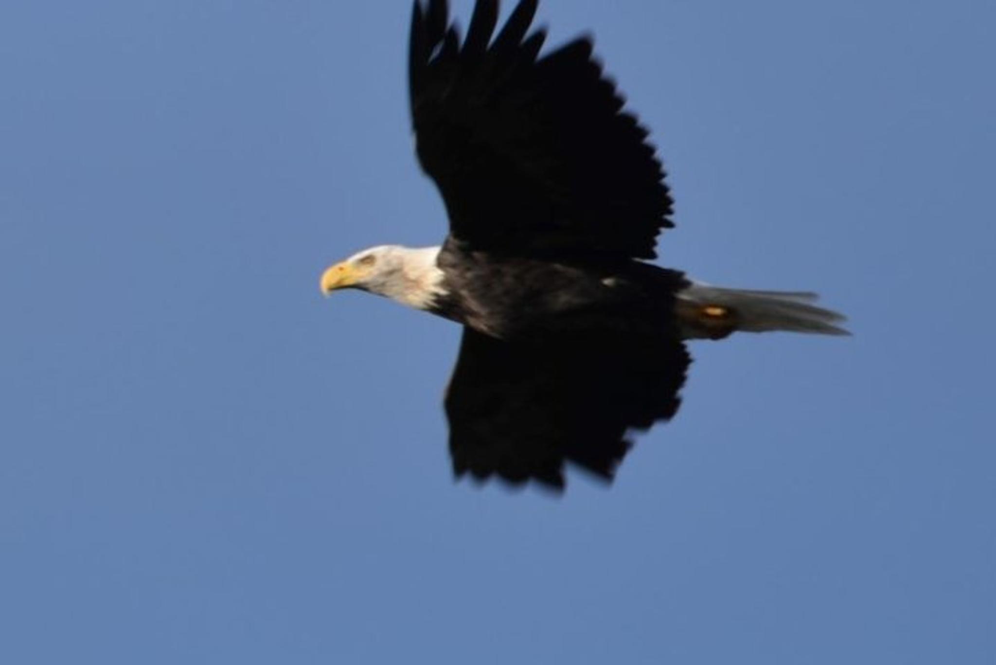 Anchorage Private Tour and Cruise Transfer - Image 6