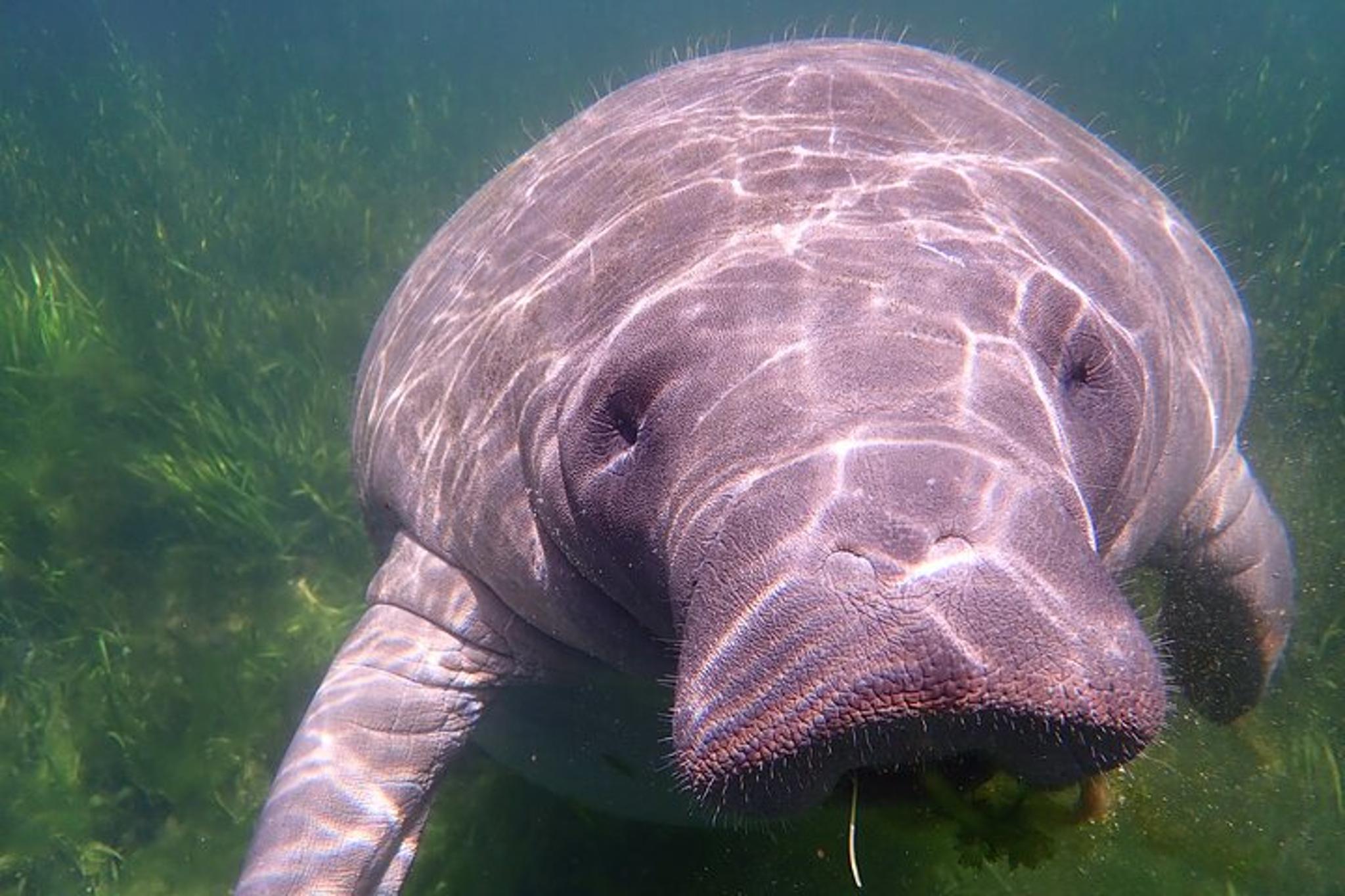 Crystal River Manatee Swim Eco Tour - Image 6