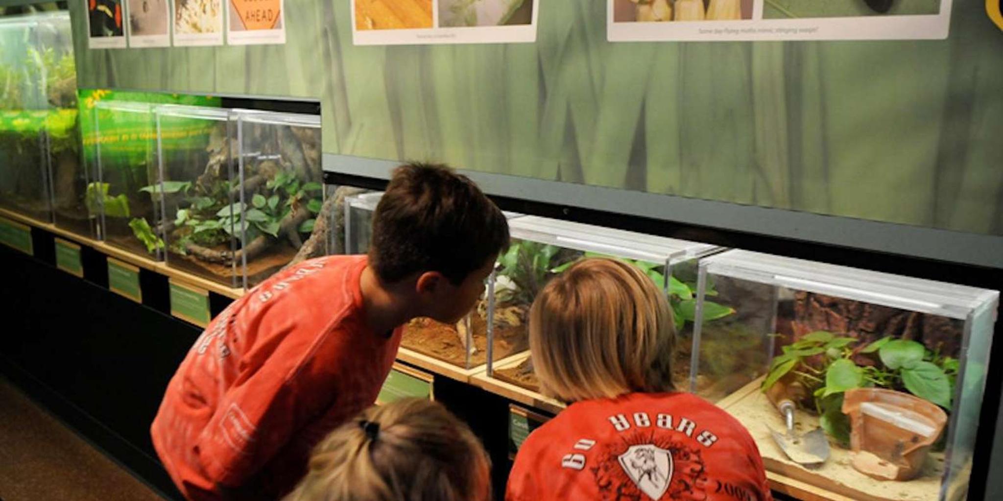 Houston Butterfly Center Ticket - Image 1