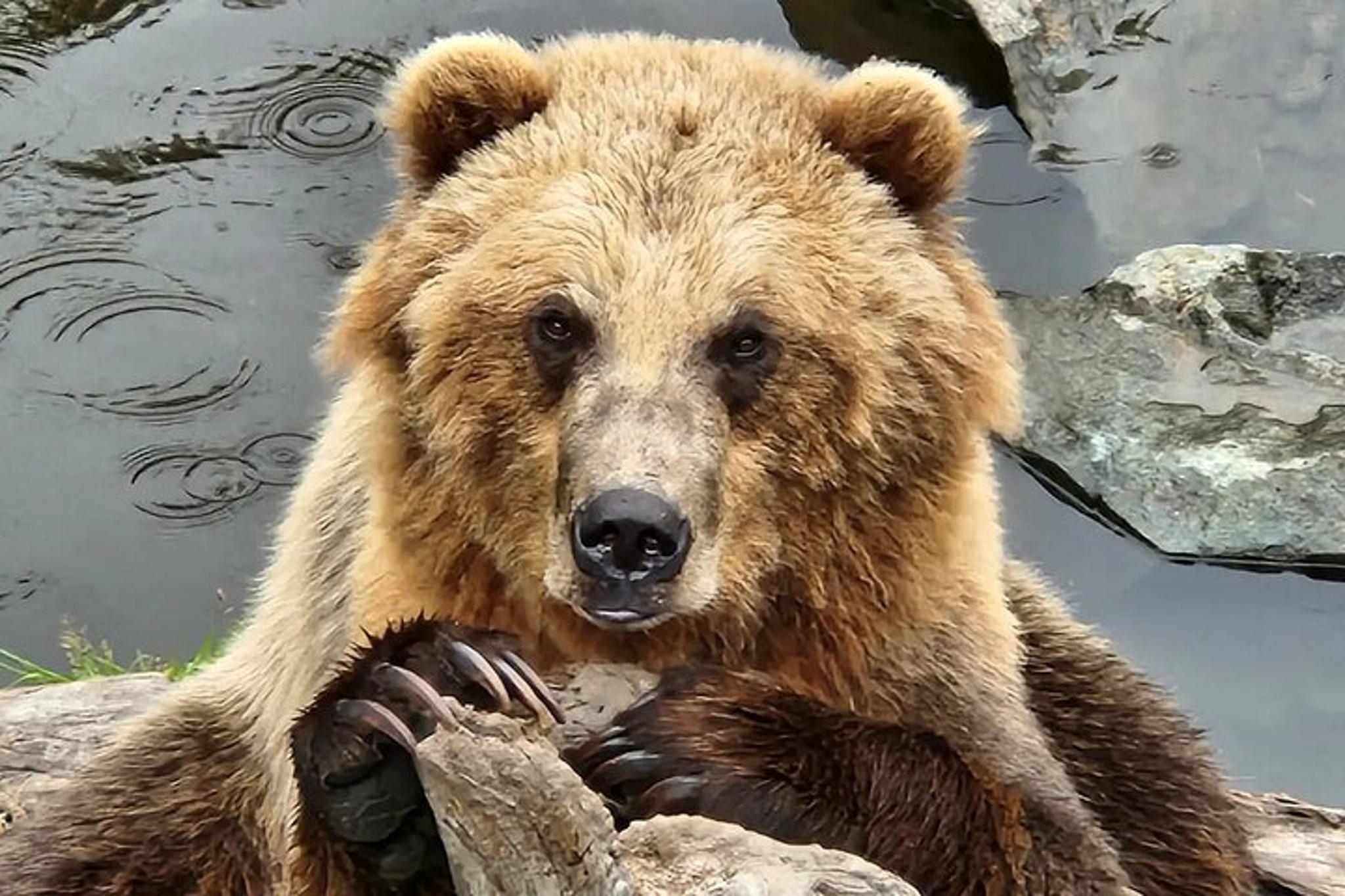 Sitka Tour: Fortress of the Bear & Totems - Image 1