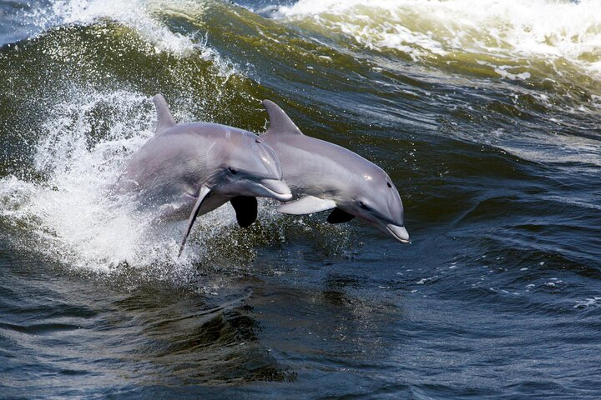 Cocoa Beach Dolphin Sightseeing Tour 2 hr - Image 3