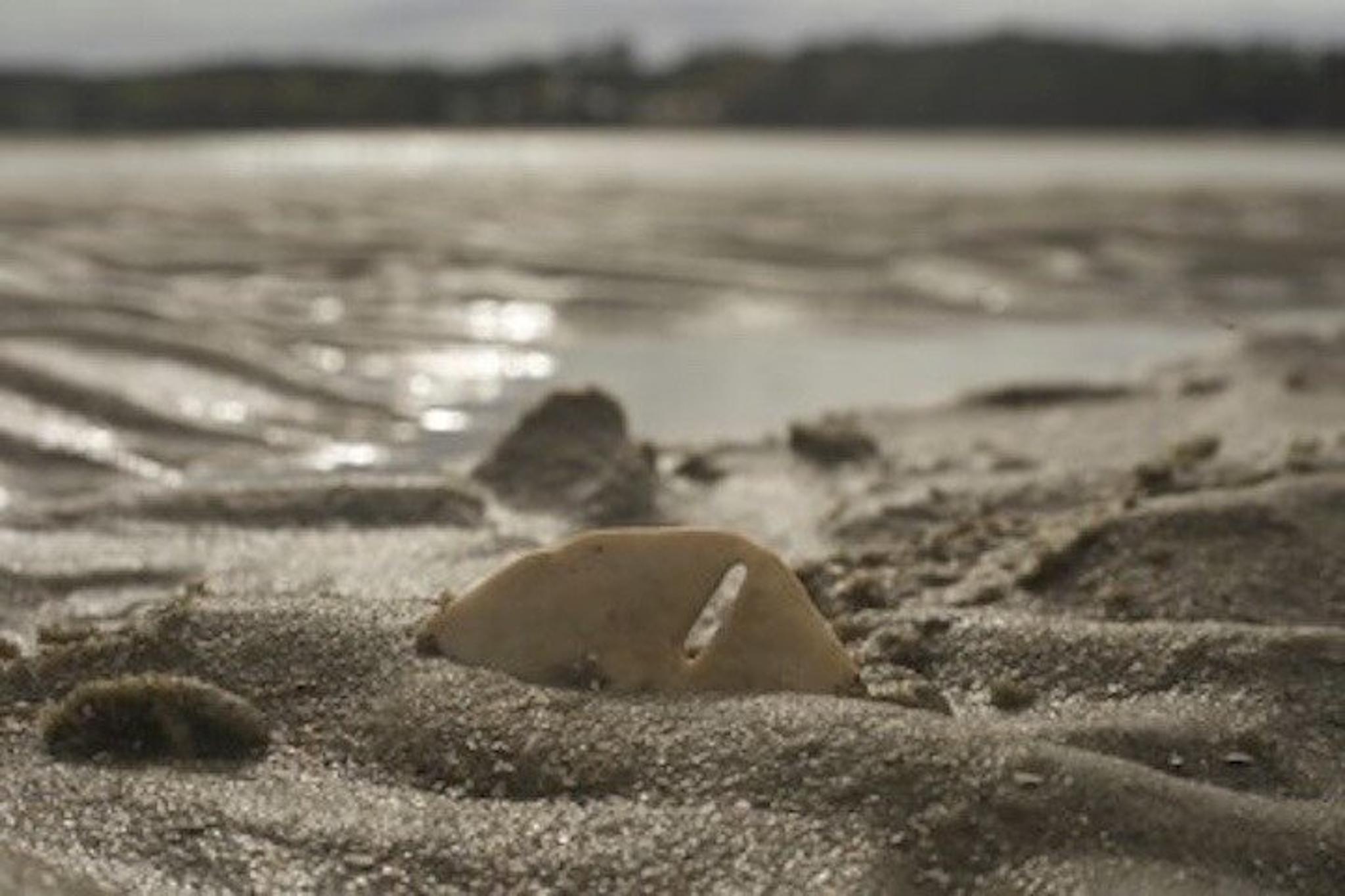 Hilton Head Dolphin Tour with Disappearing Island Stop - Image 1