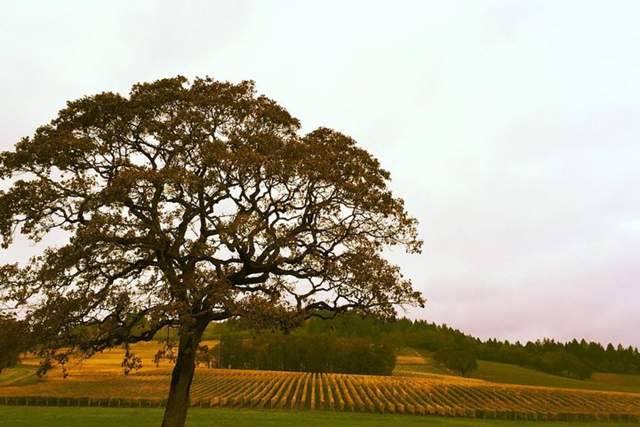 Portland Willamette Valley Wine Tour - Image 6