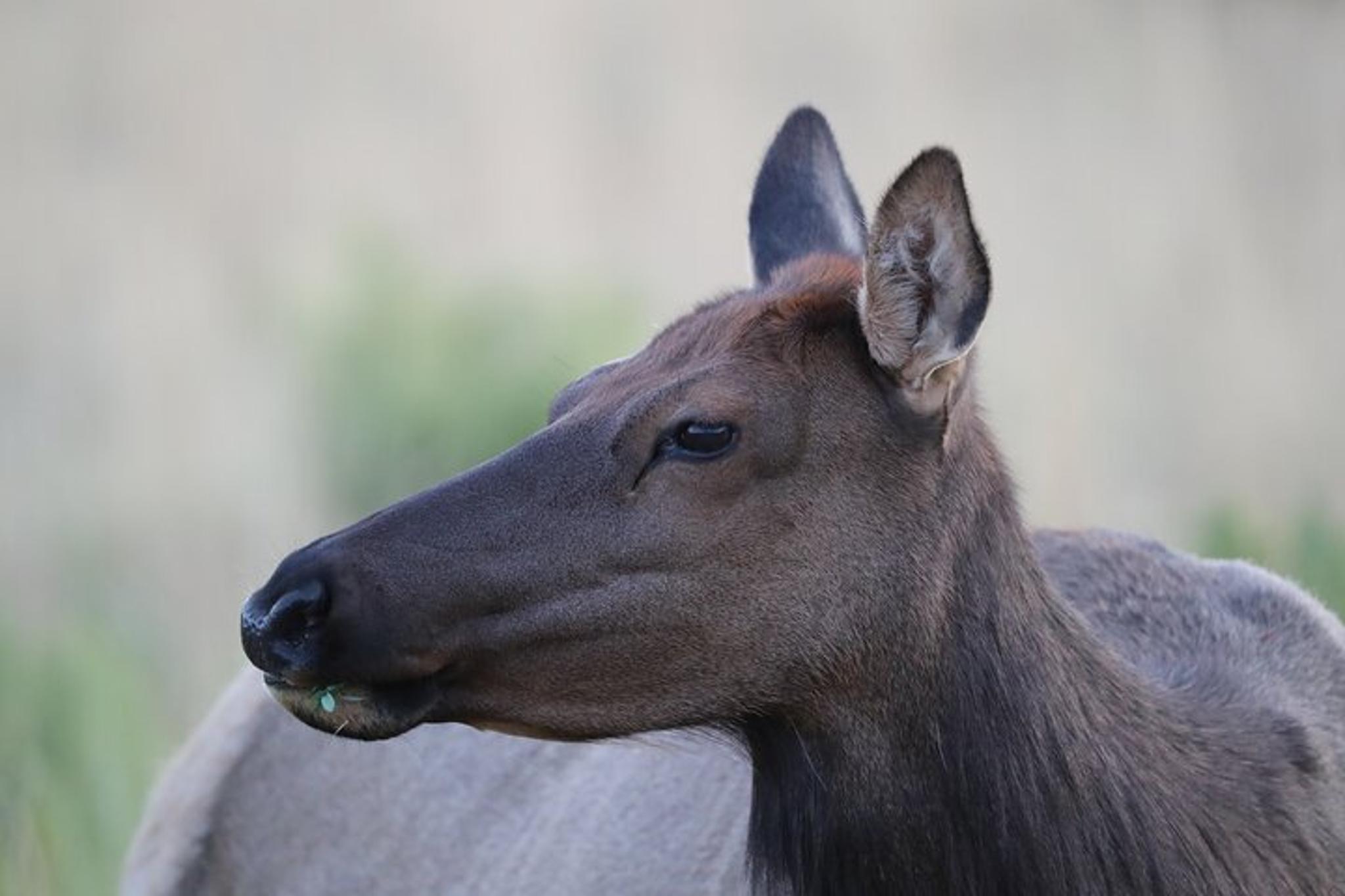 Rocky Mountain National Park Wildlife Tour - Image 5