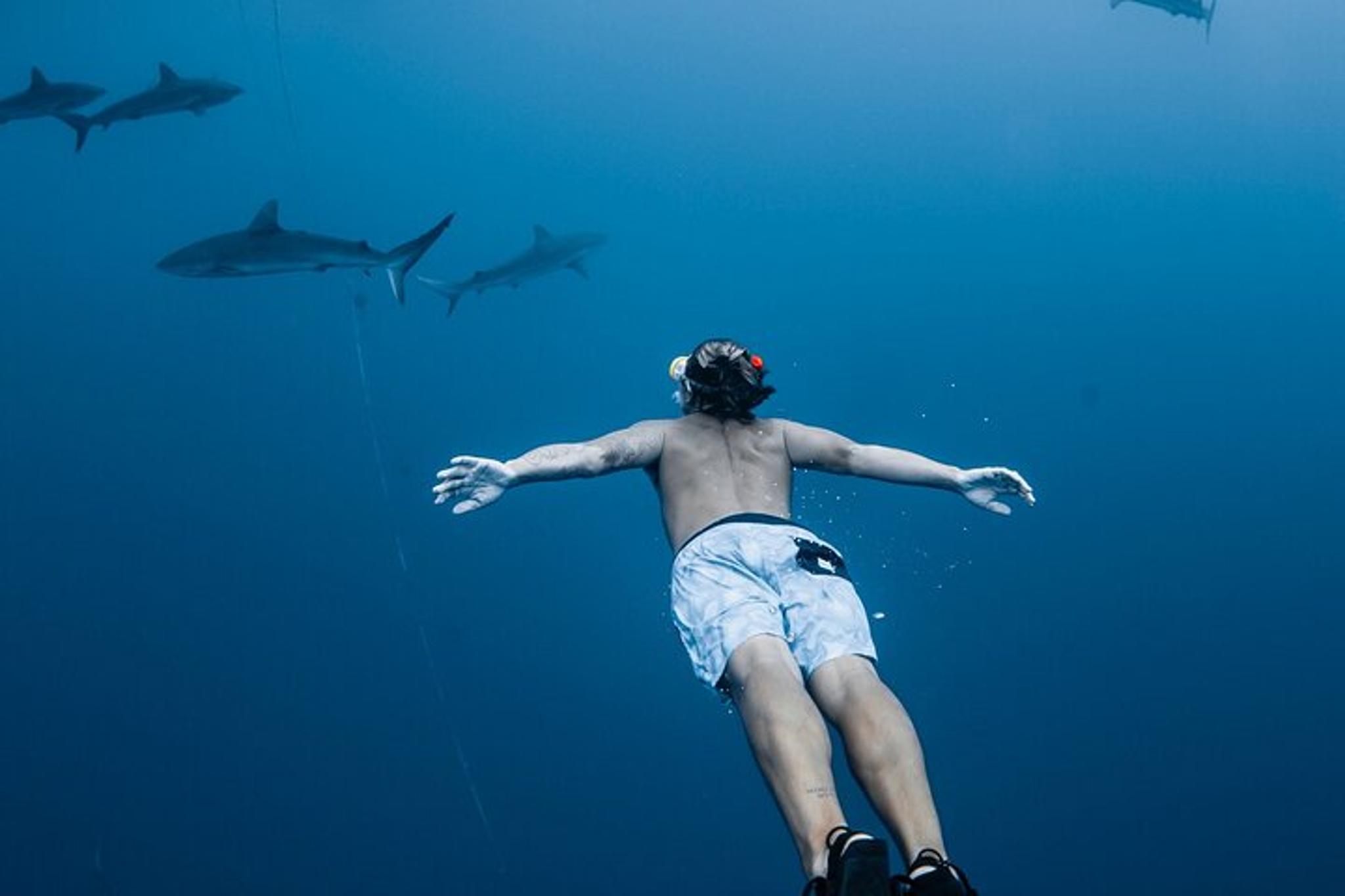 Oahu Shark Diving Experience - Image 6