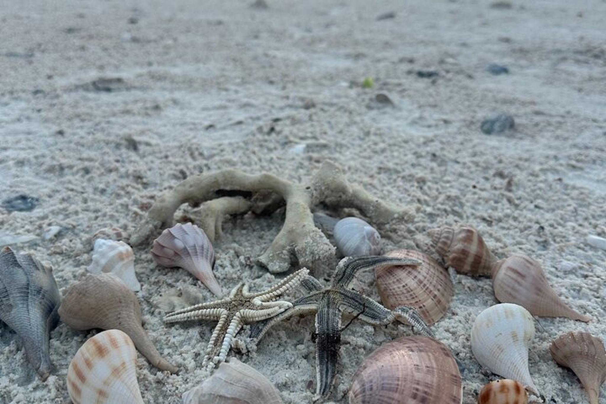 Ten Thousand Islands Beach and Shelling Eco Tour - Image 2