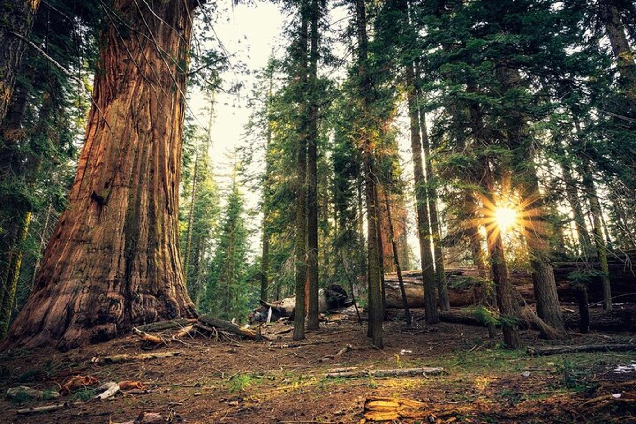 San Francisco Yosemite National Park Private Day Tour - Image 3