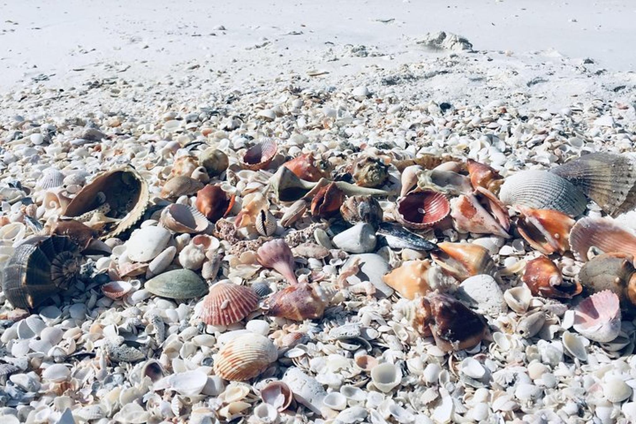 Fort Myers Beach Shelling Tour - Image 3