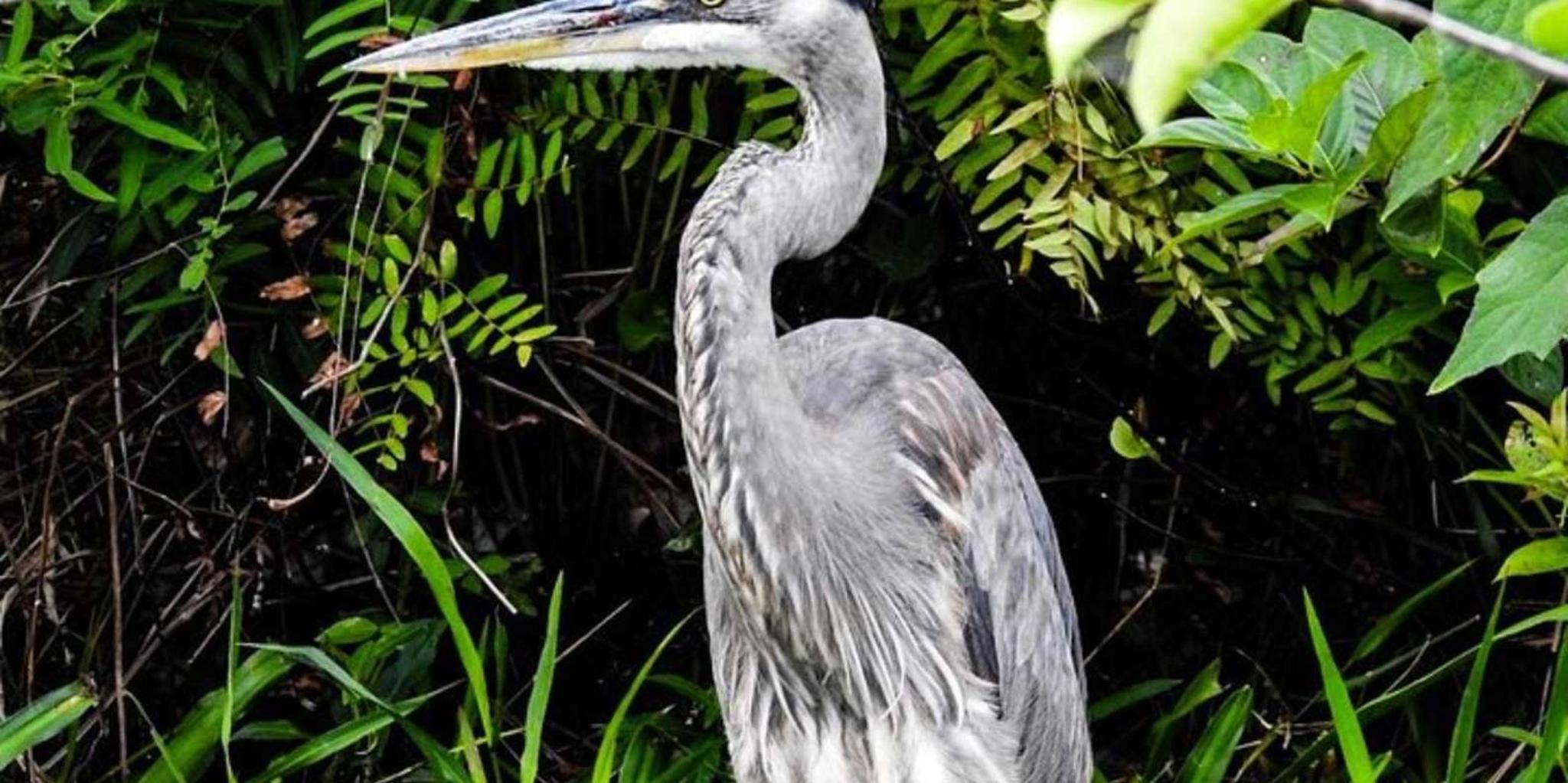 Key Largo Boat Eco Tour - Image 4