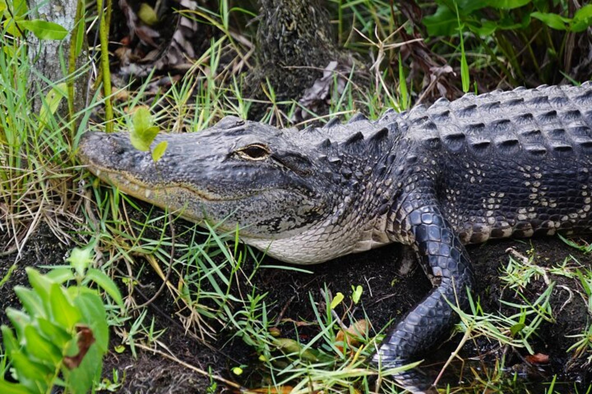 Miami Everglades Airboat Wildlife Experience - Image 5