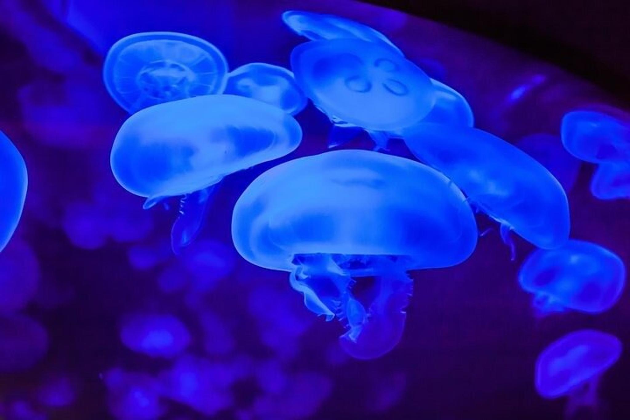 Las Vegas Shark Reef Aquarium - Image 6