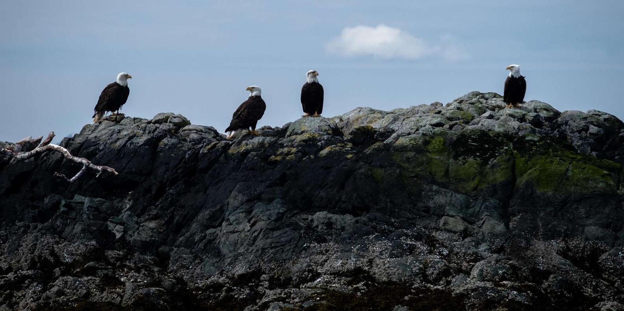 Ketchikan Lighthouse, Totems & Eagles Excursion