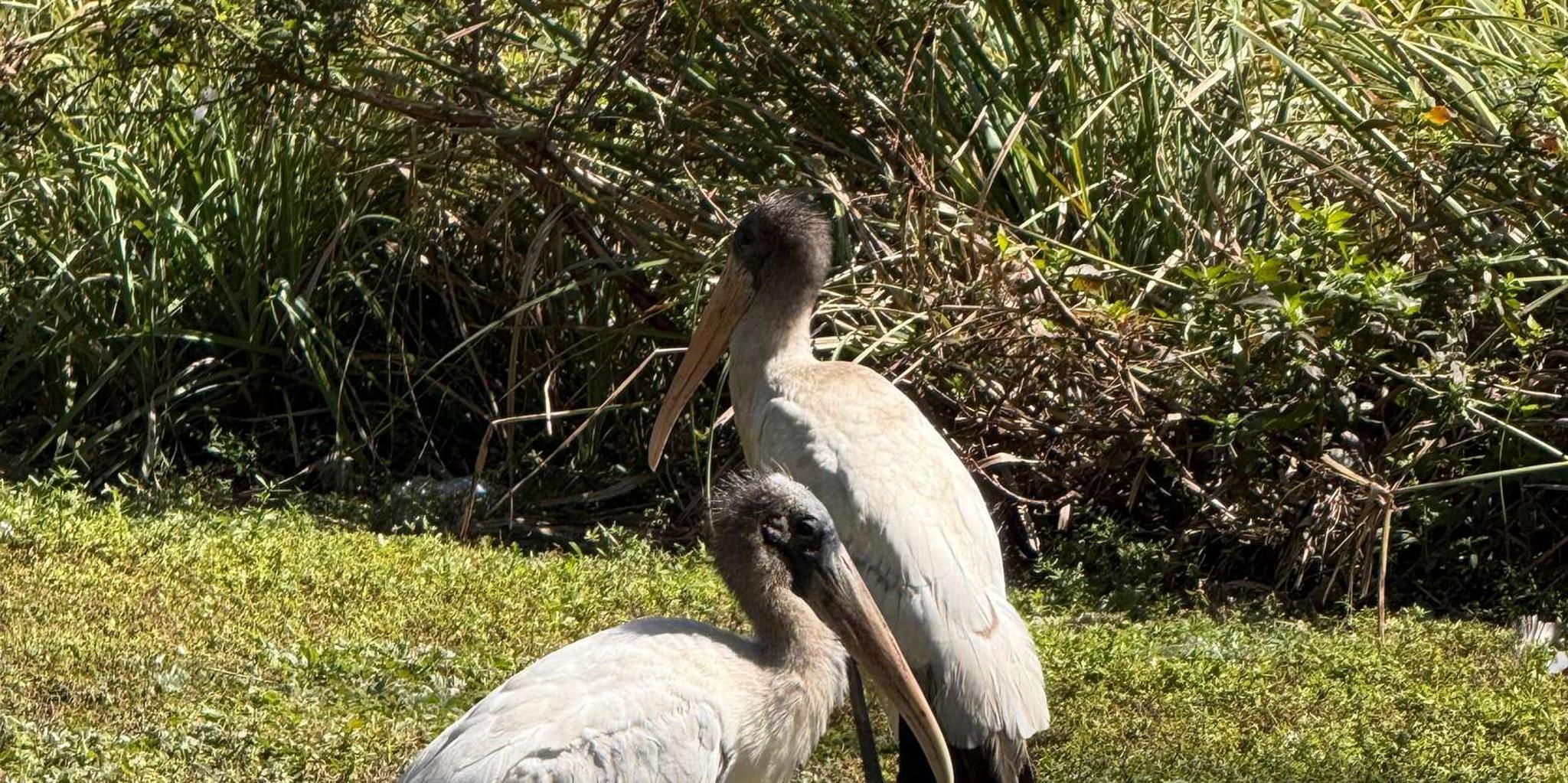 Miami Everglades Private Airboat Tour 4 hr - Image 6