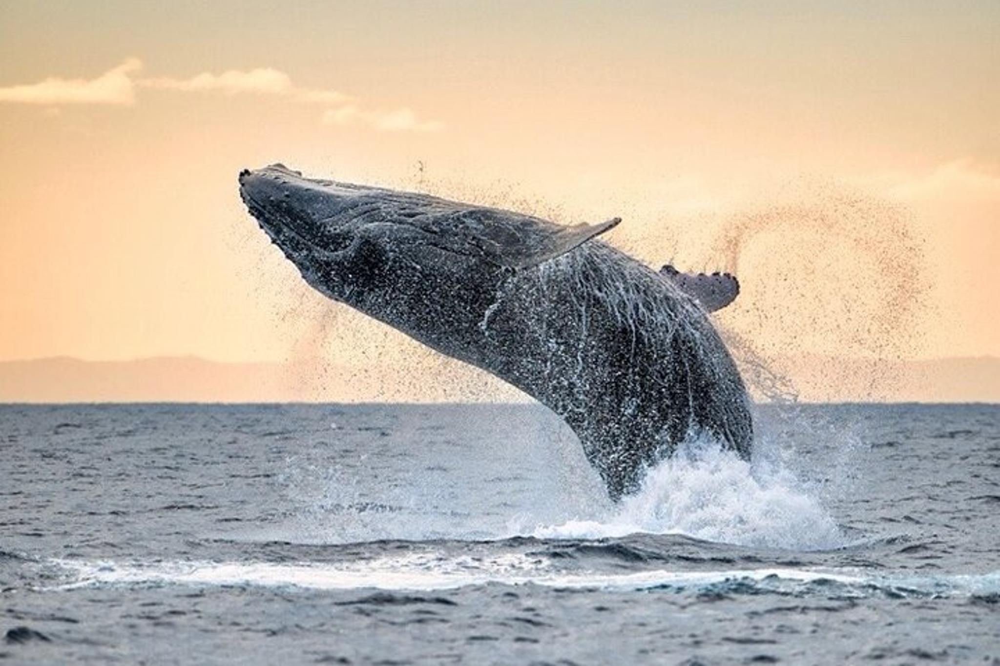 Kauai Whale Watching Adventure - Image 2