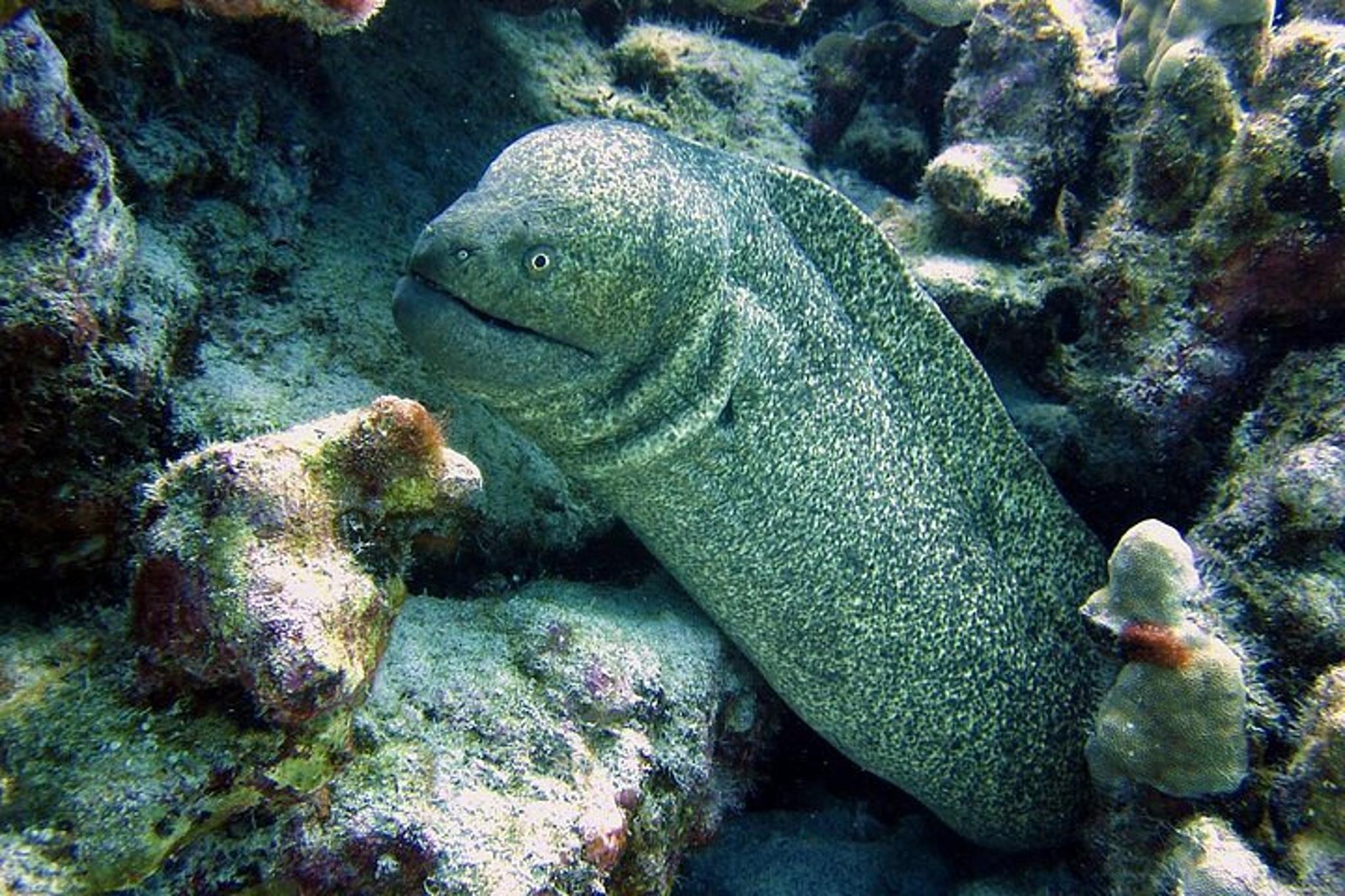 Hilo Tropical Reef Boat Dive - Image 2