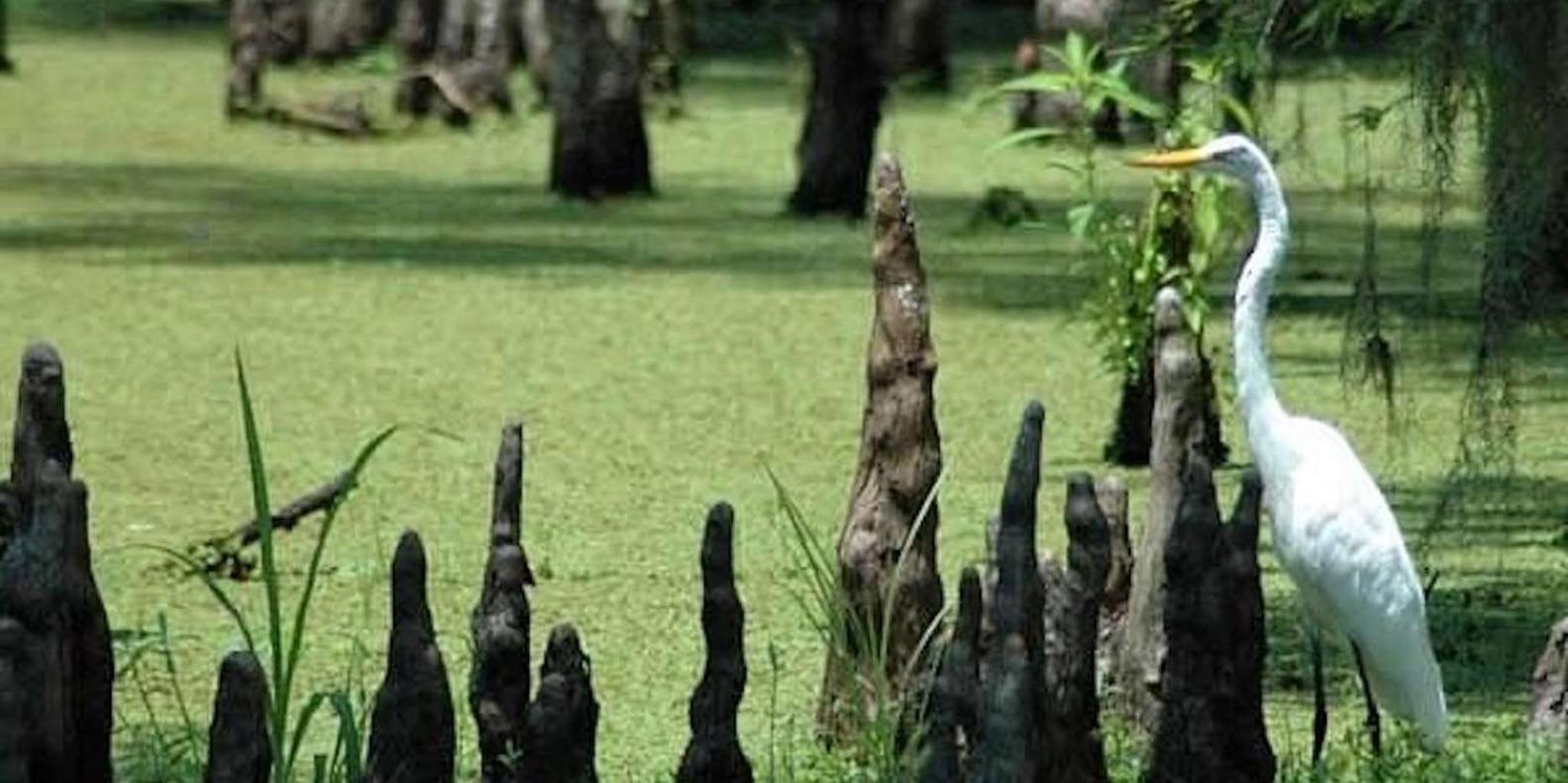 New Orleans Private Guided City Tour - Image 6