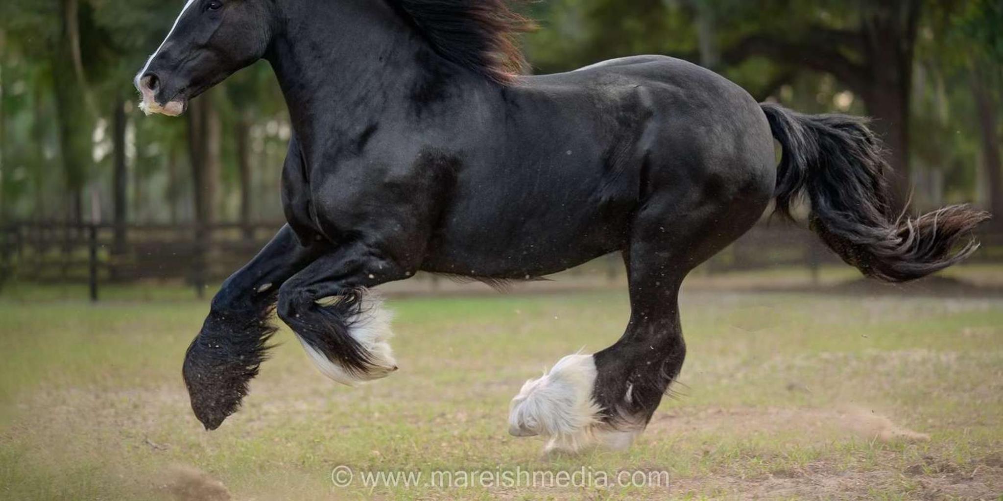 Ocala Gypsy Gold Horse Farm Tour