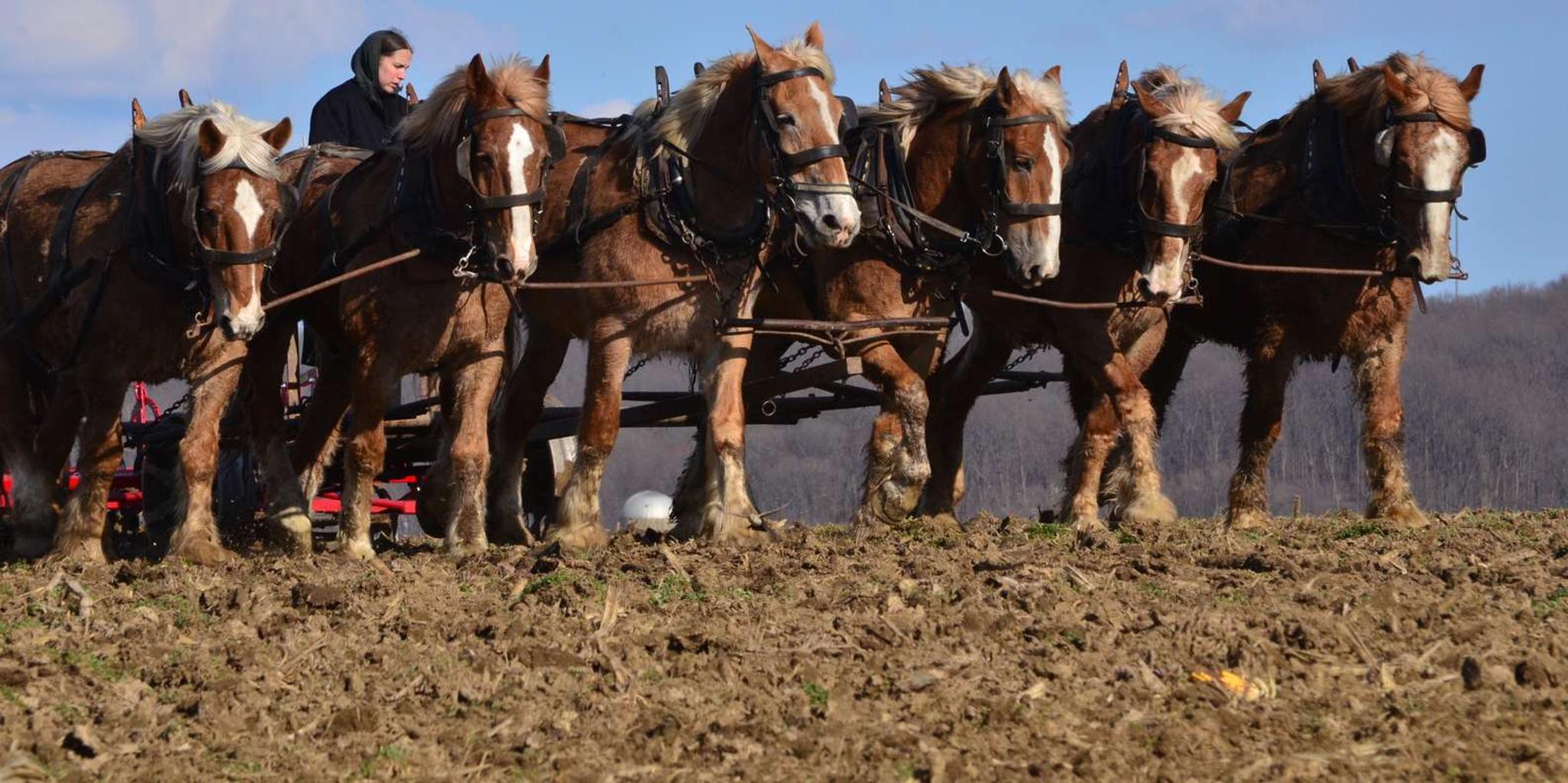 Lancaster Amish Country Farm and House Tour - Image 5