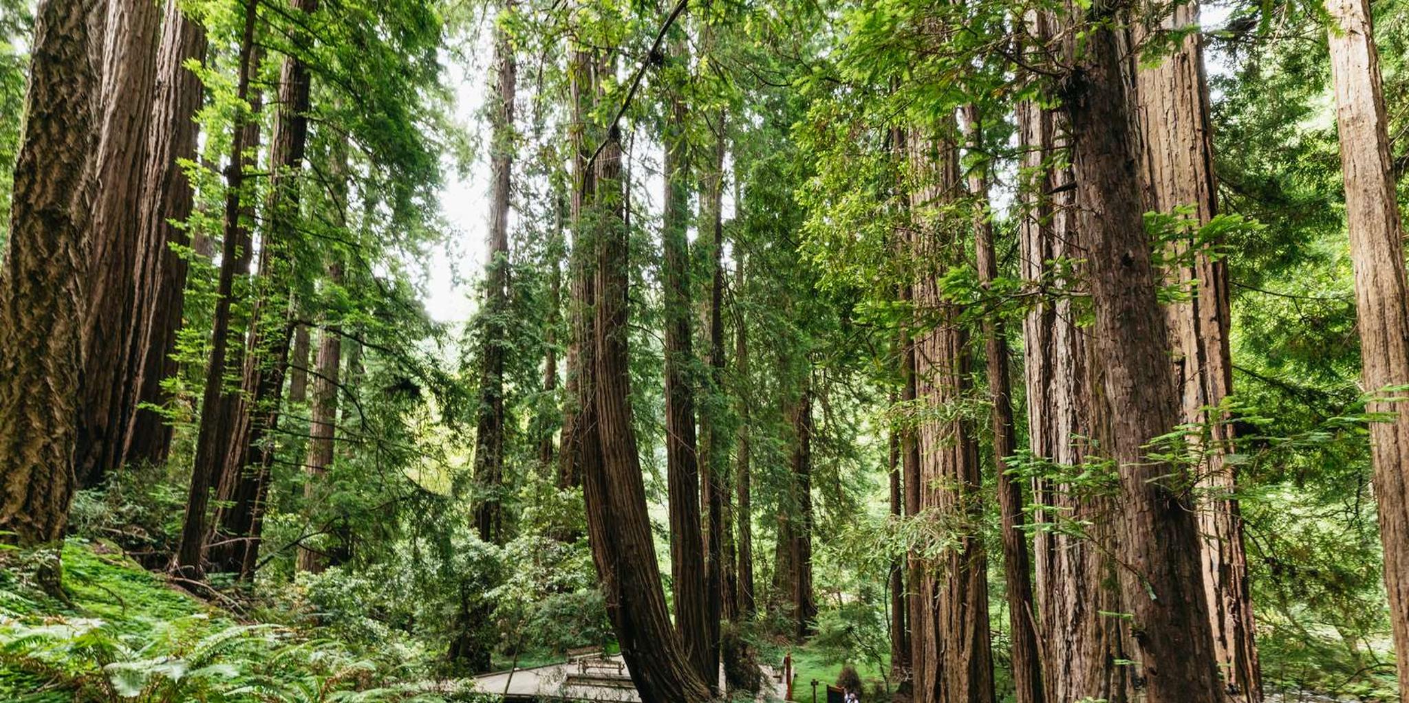 San Francisco Muir Woods and Sausalito Tour