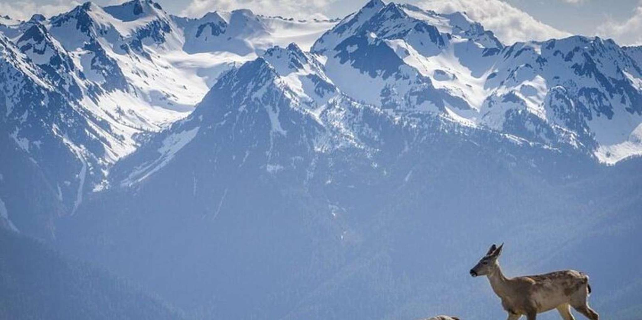 Seattle Olympic National Park Day Tour - Image 5