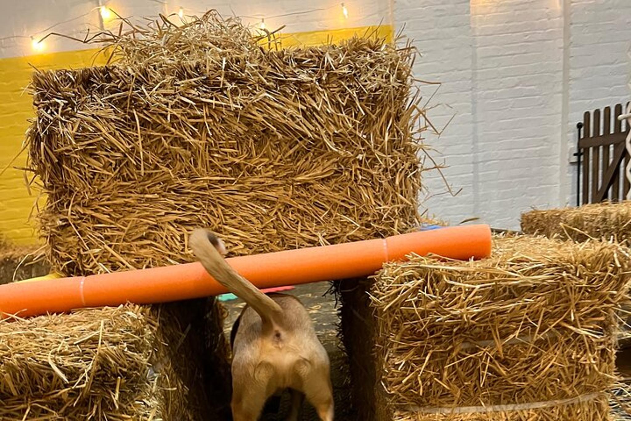 New York City Dog Hide & Seek in Barn 60 min - Image 2