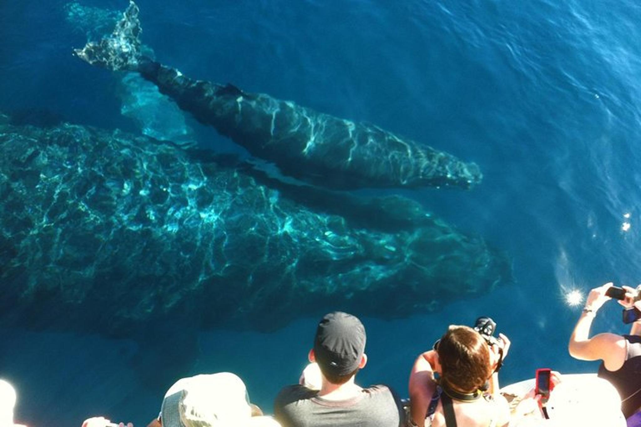 Ma'alaea Harbor Whale Watching Tour - Image 2