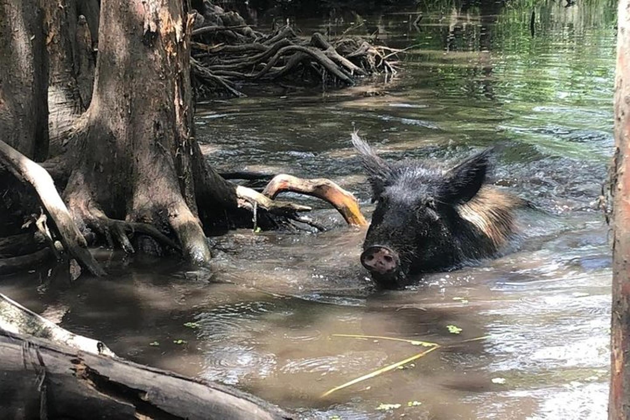 Slidell Swamp Boat Tour - Image 6
