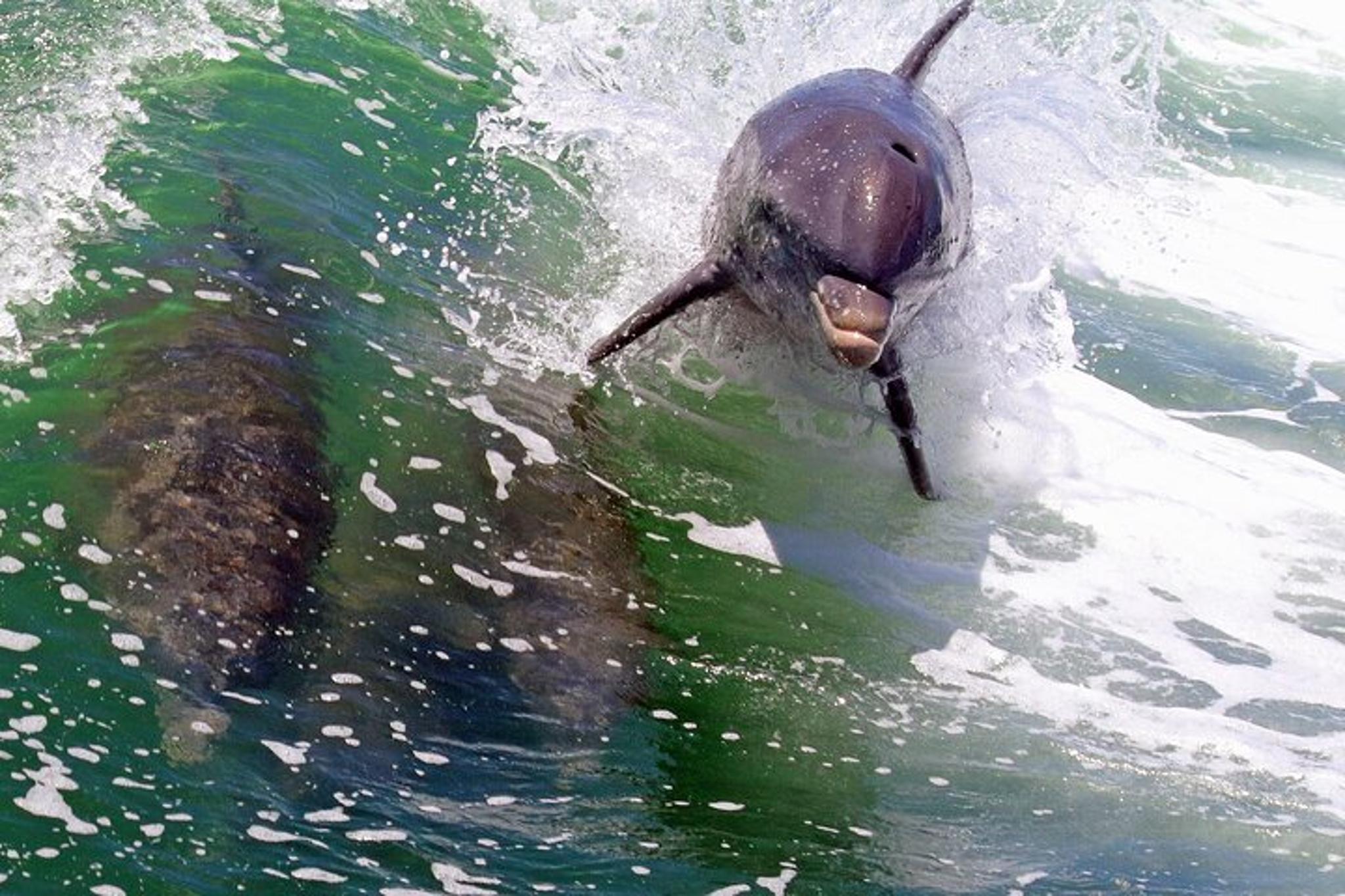 St. Pete Beach Dolphin Tour - Image 6