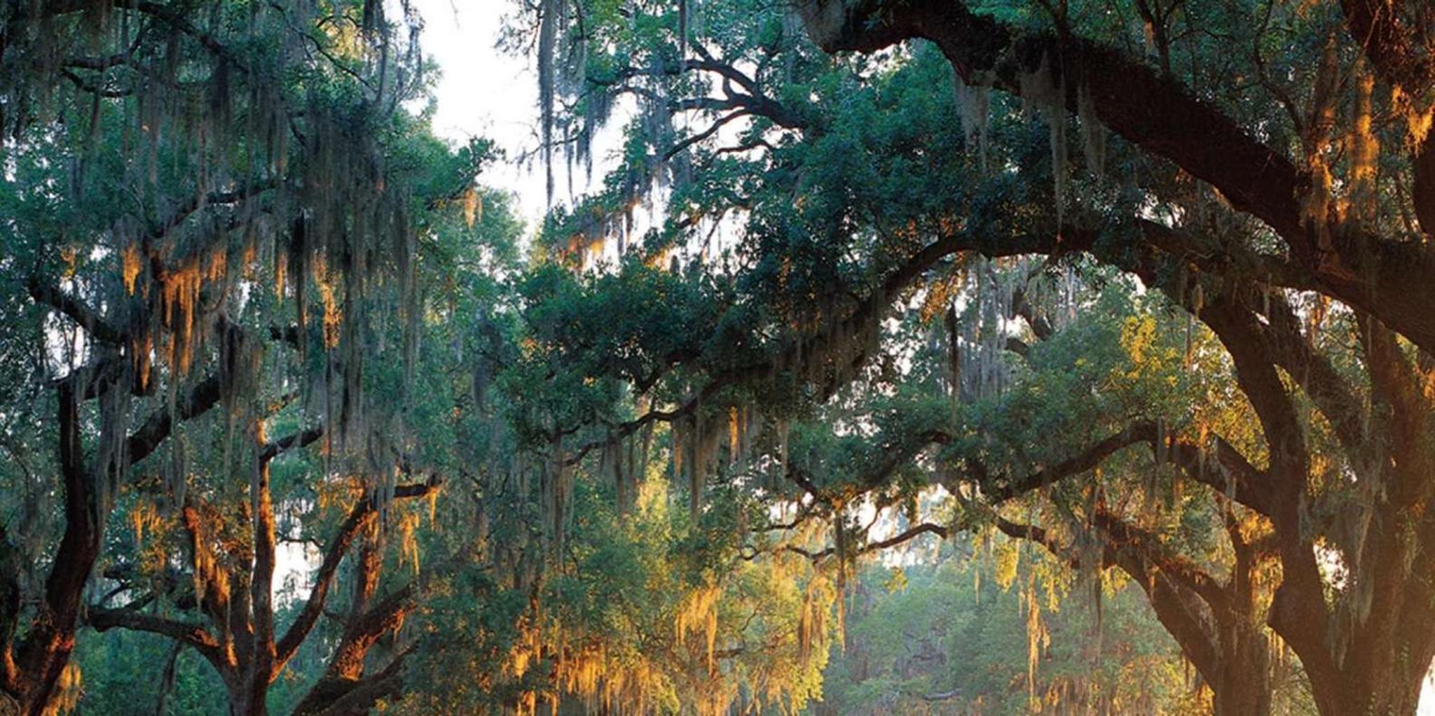 Charleston Boone Hall and Historic City Tour