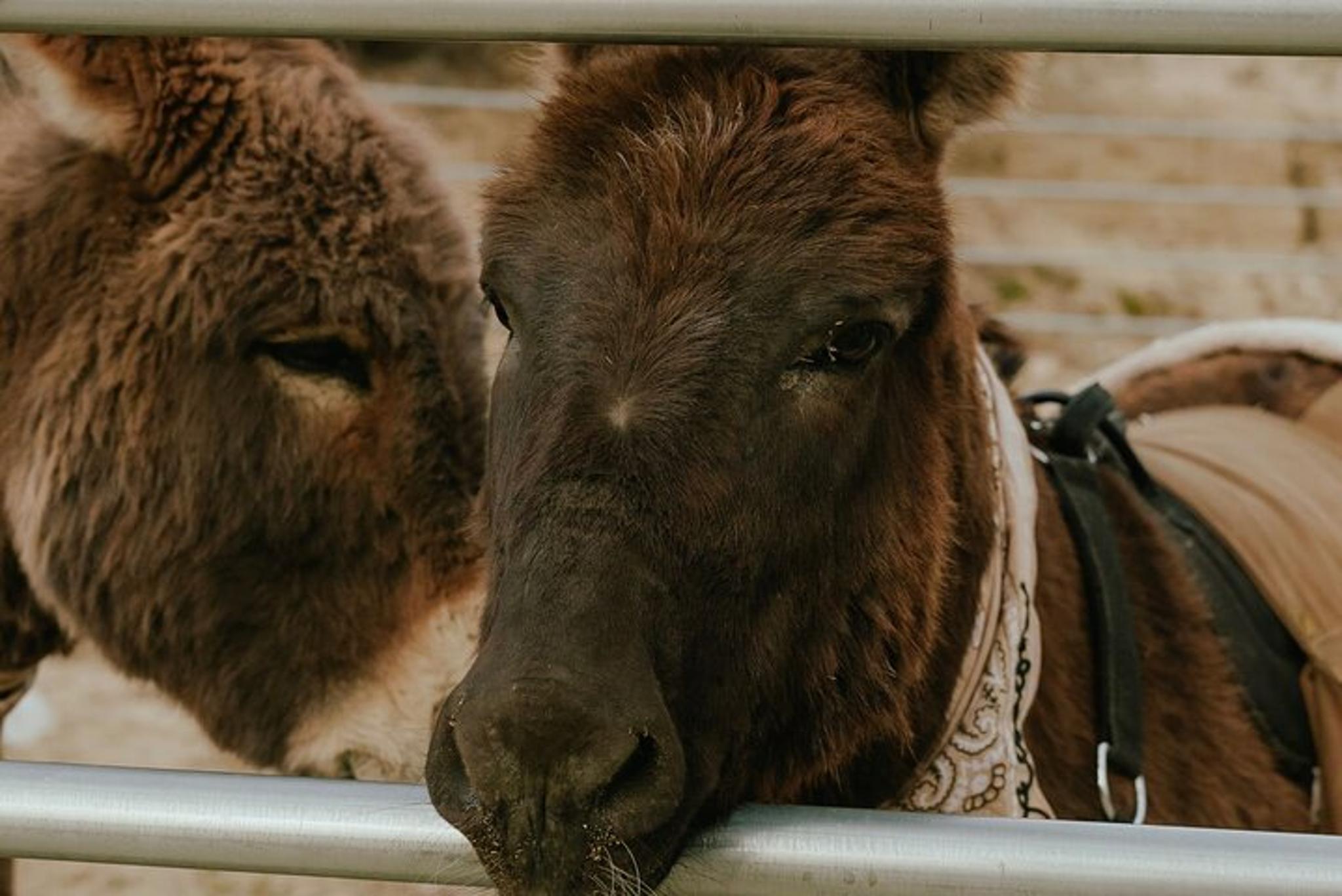 Southern California Brunch with Mini Rescue Burros - Image 3