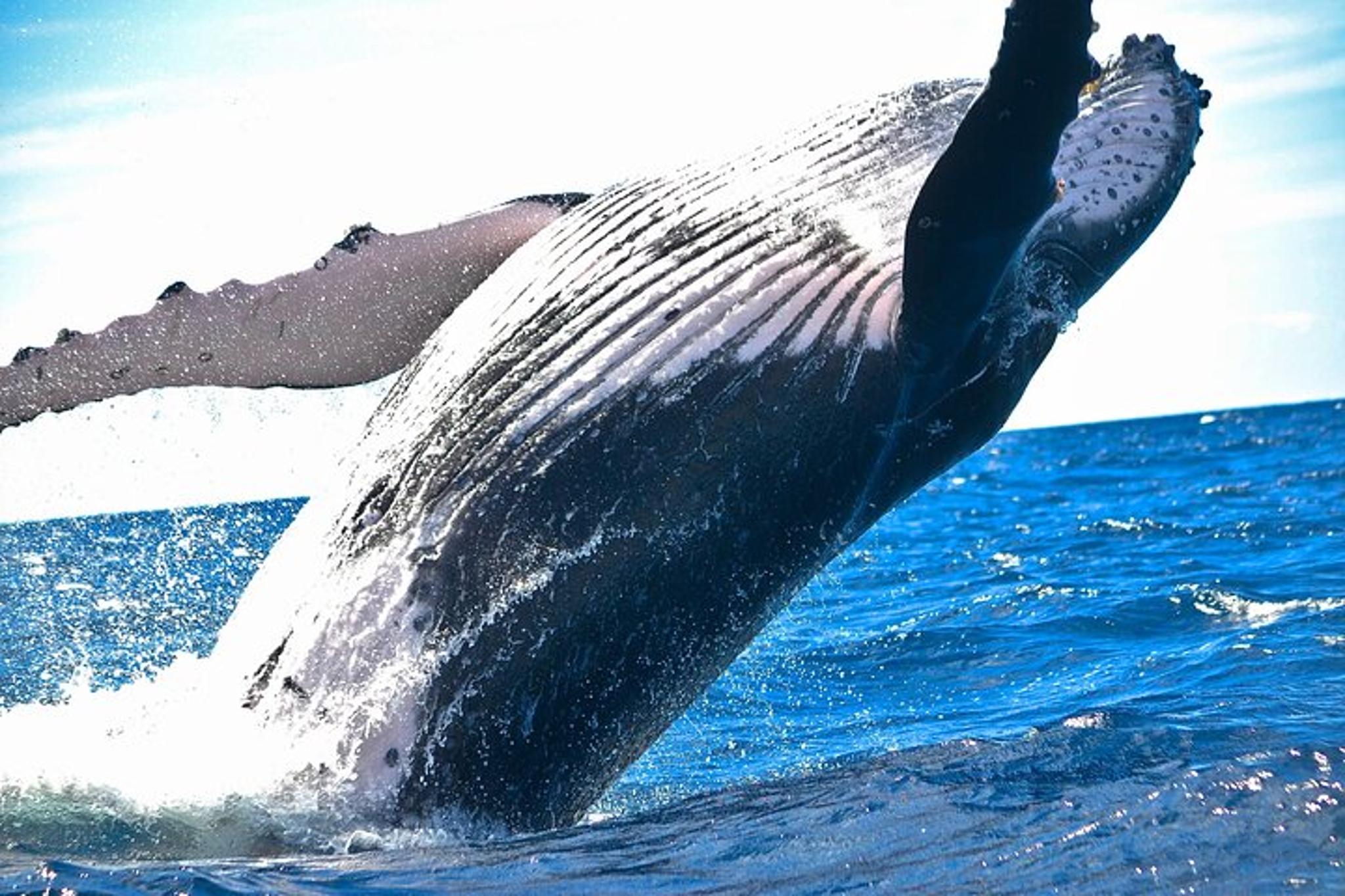 Ma'alaea Humpback Whale Watching Cruise 2 hr