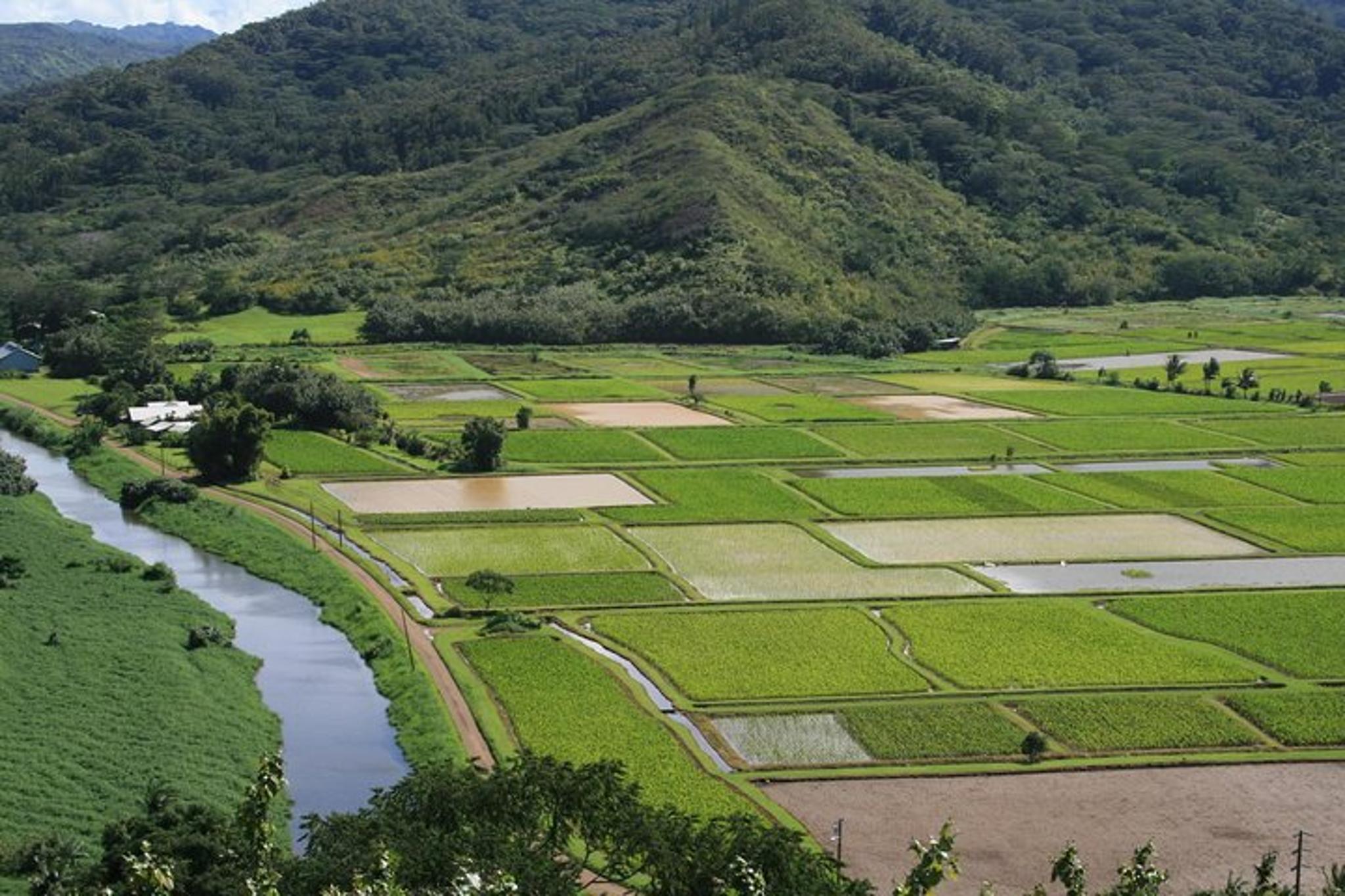 Kauai Fern Grotto River Cruise & Lighthouse Tour - Image 5