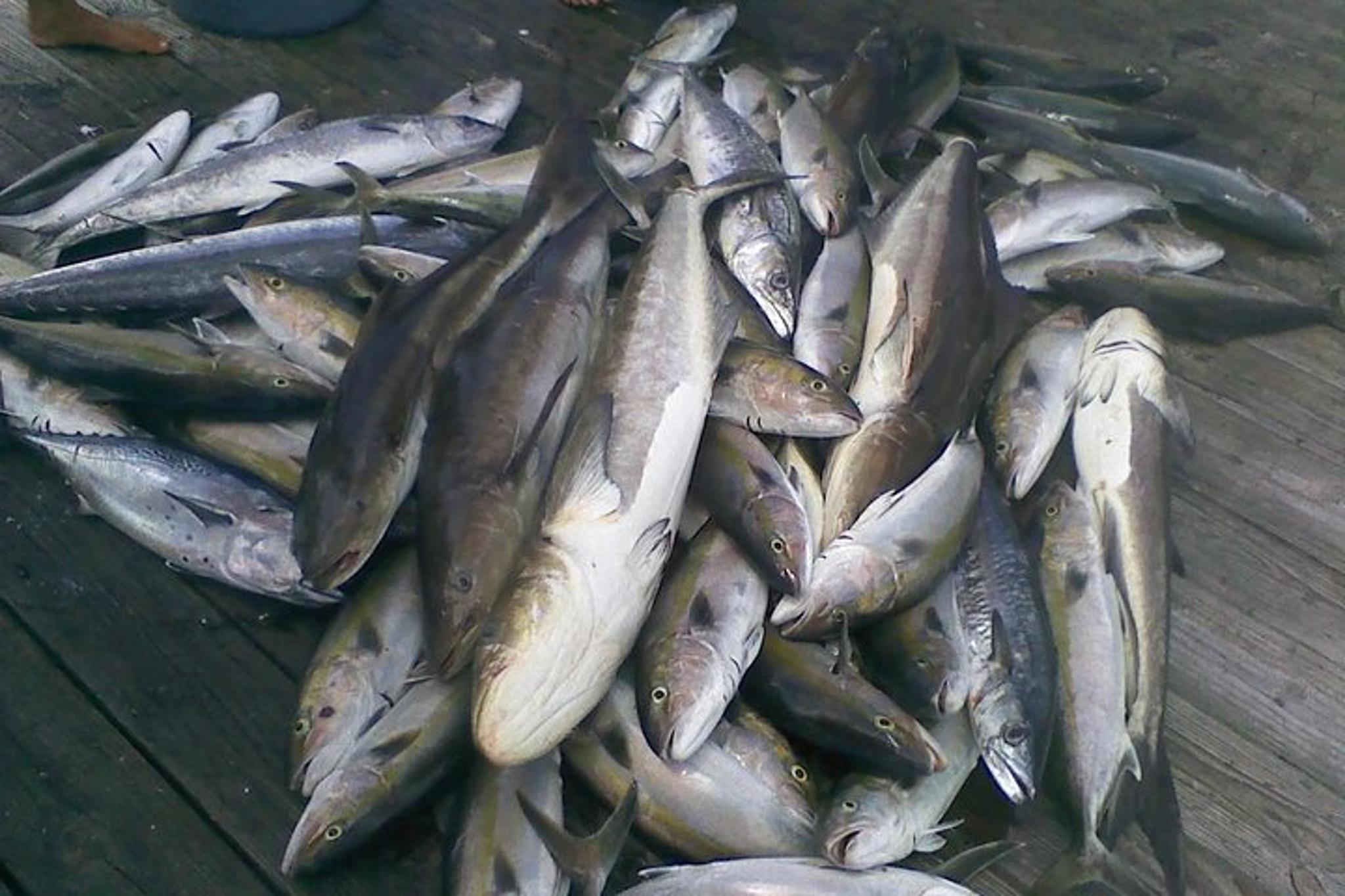 Riviera Beach Deep-Sea Fishing Half-Day - Image 6