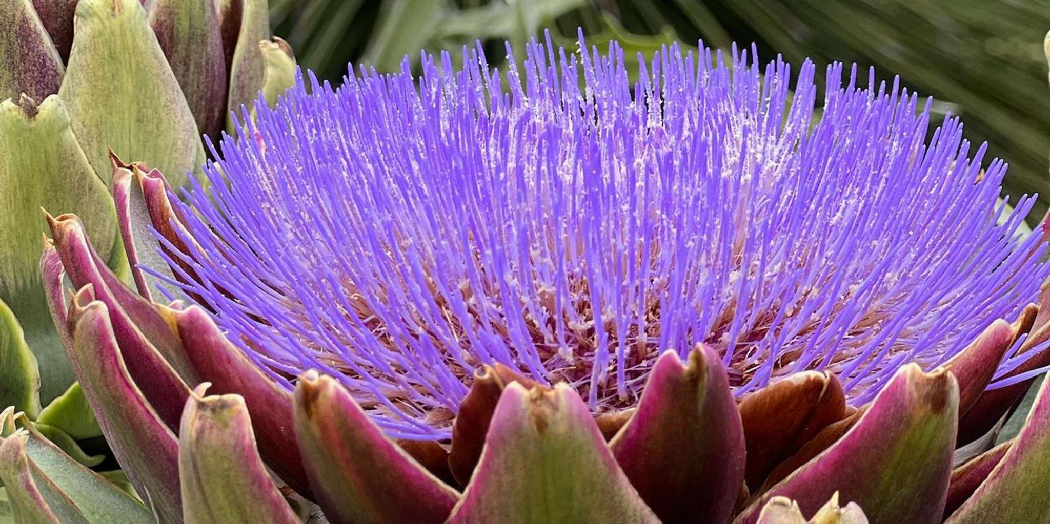 Santa Monica Hidden Stairways & Canyon Paths Tour - Image 6