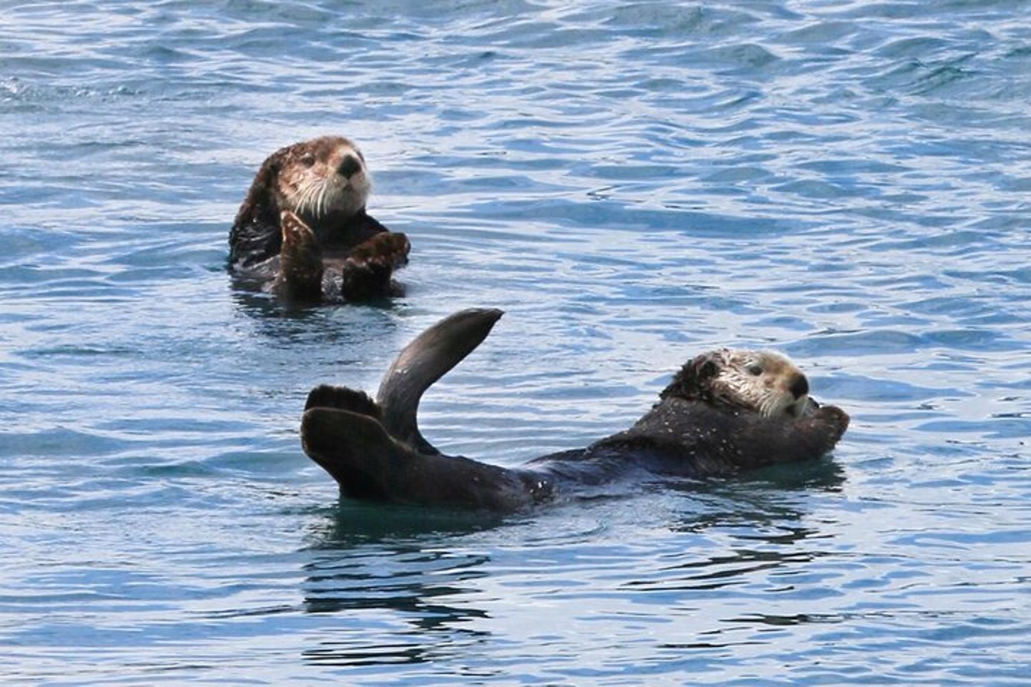 Anchorage Glacier Quest Cruise Self-Drive - Image 2