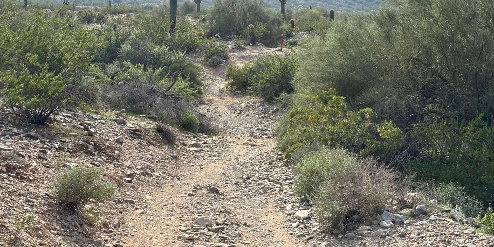 Phoenix Mountain Bike Adventure in Sonoran Desert - Image 1