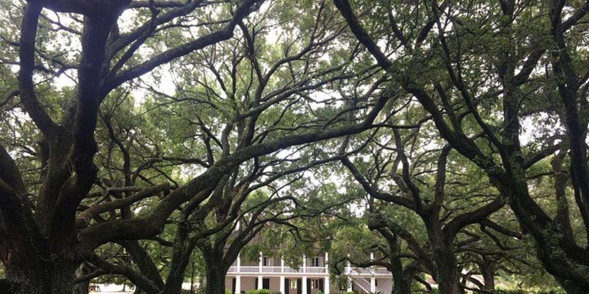 New Orleans Oak Alley and Laura Plantation Tour - Image 5