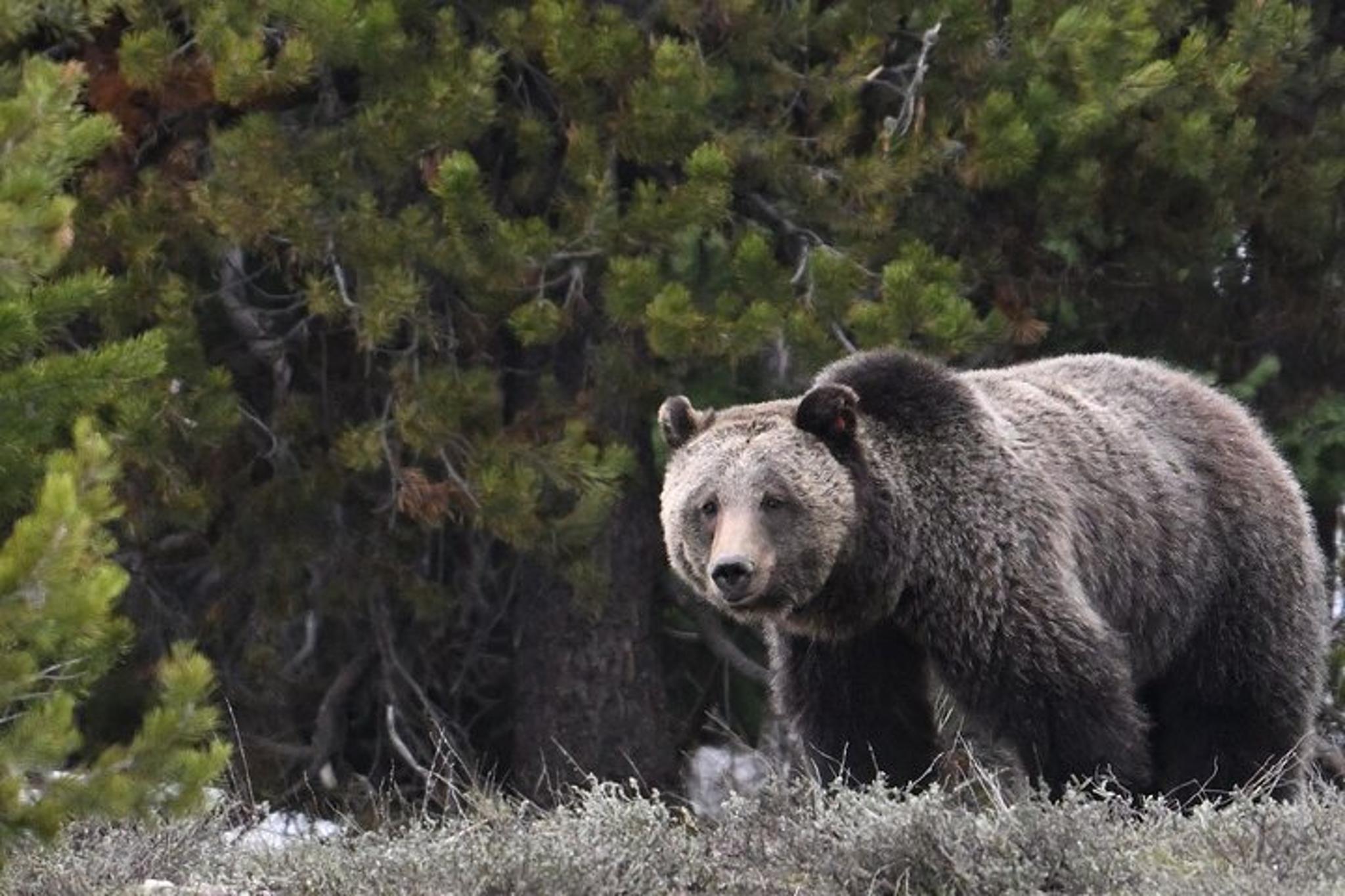 Jackson Hole Private Sunrise Tour - Image 2