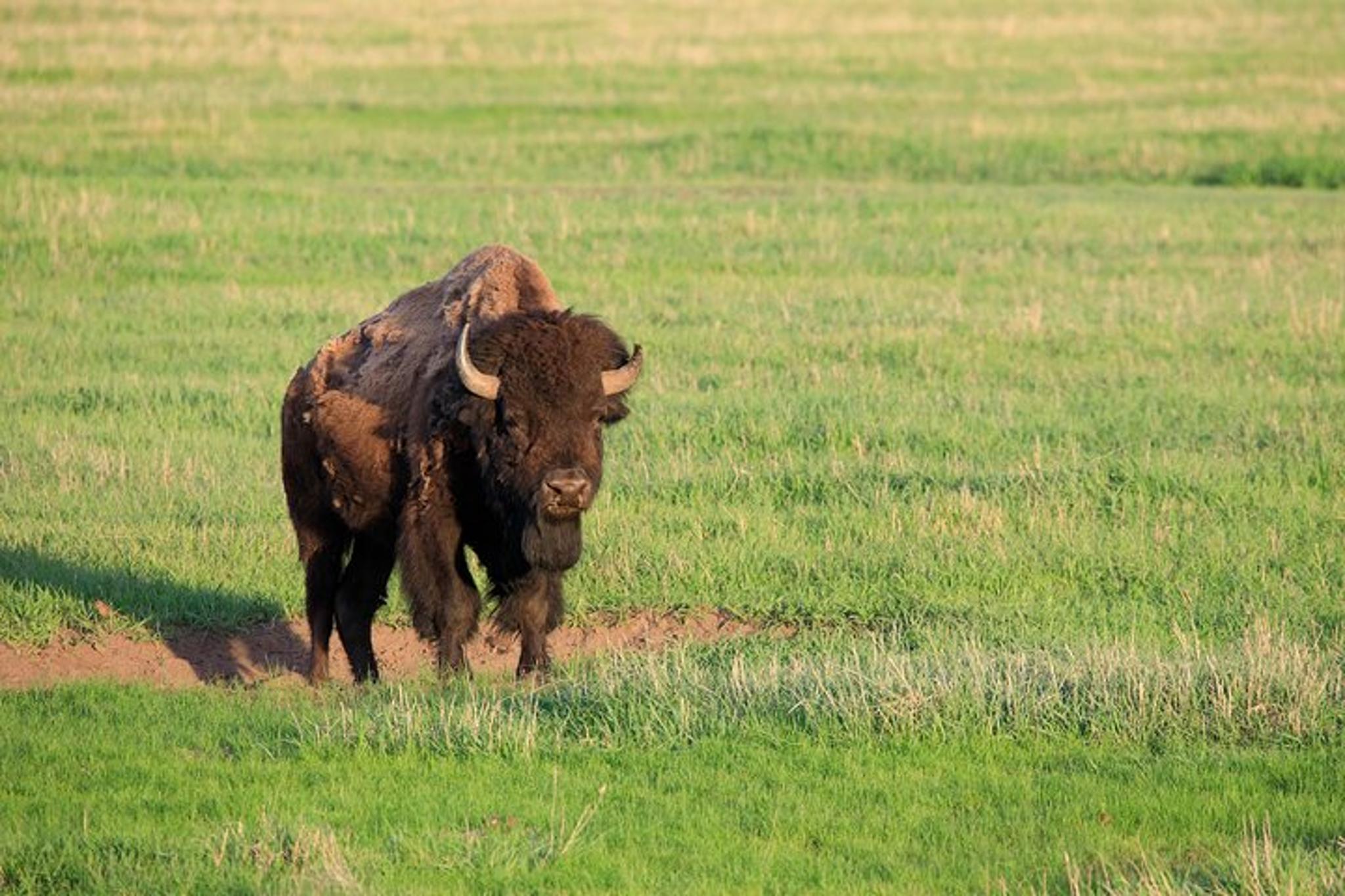 Cody Yellowstone National Park Full Day Tour - Image 3