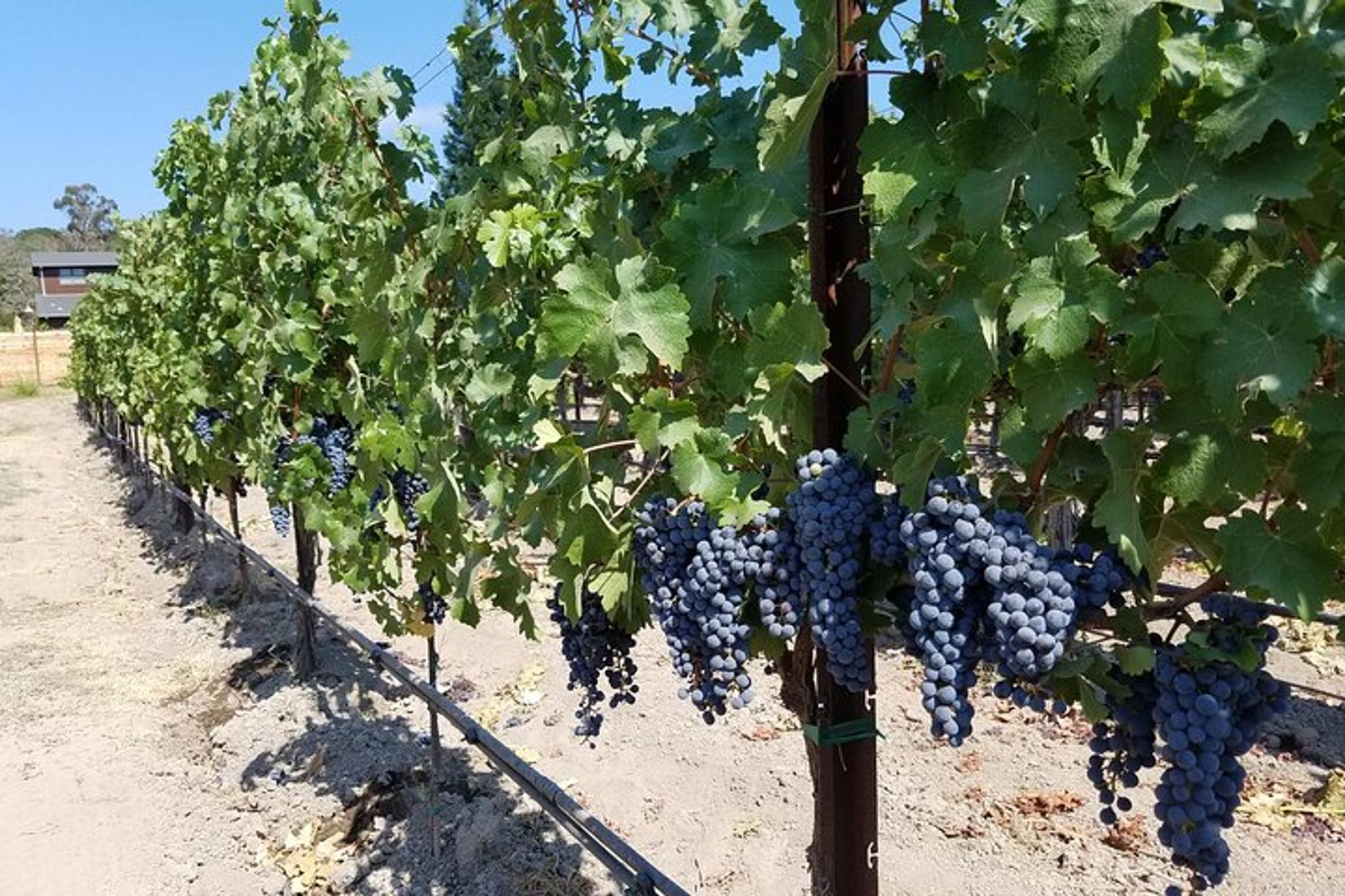 Napa Valley Wine Tasting Private Tour 6 hr